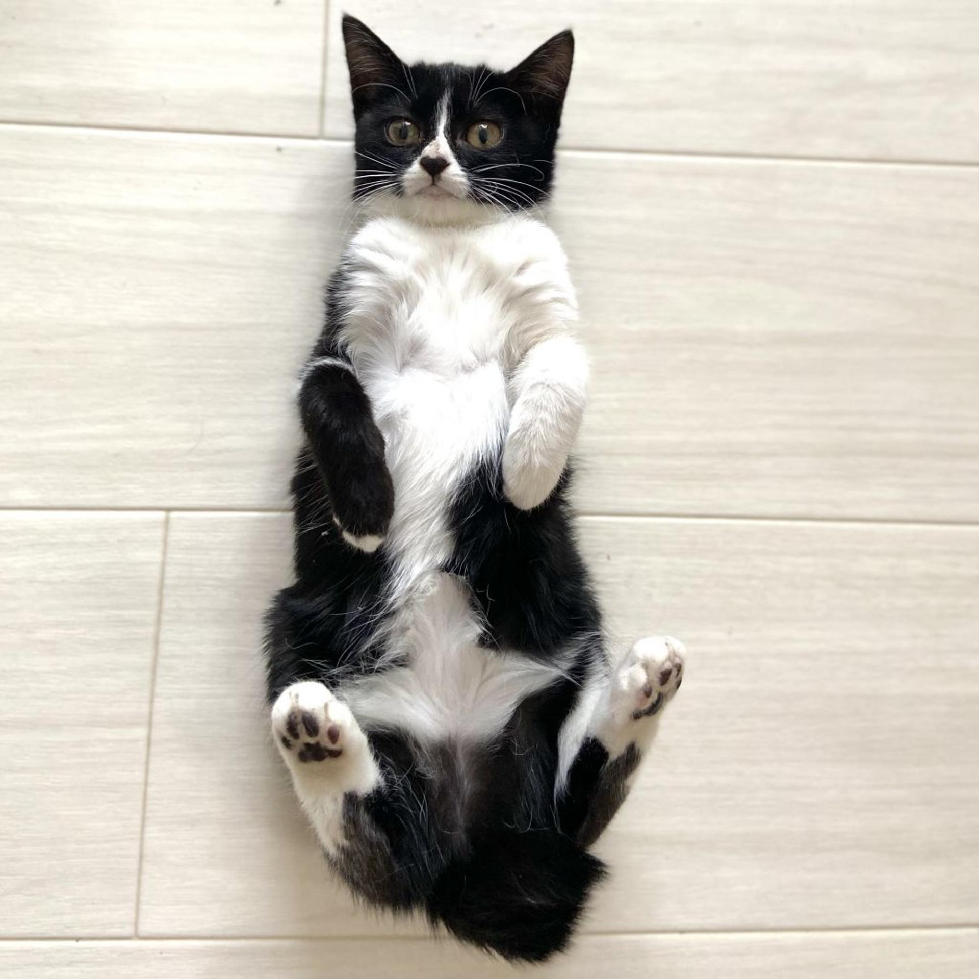pet-image-5