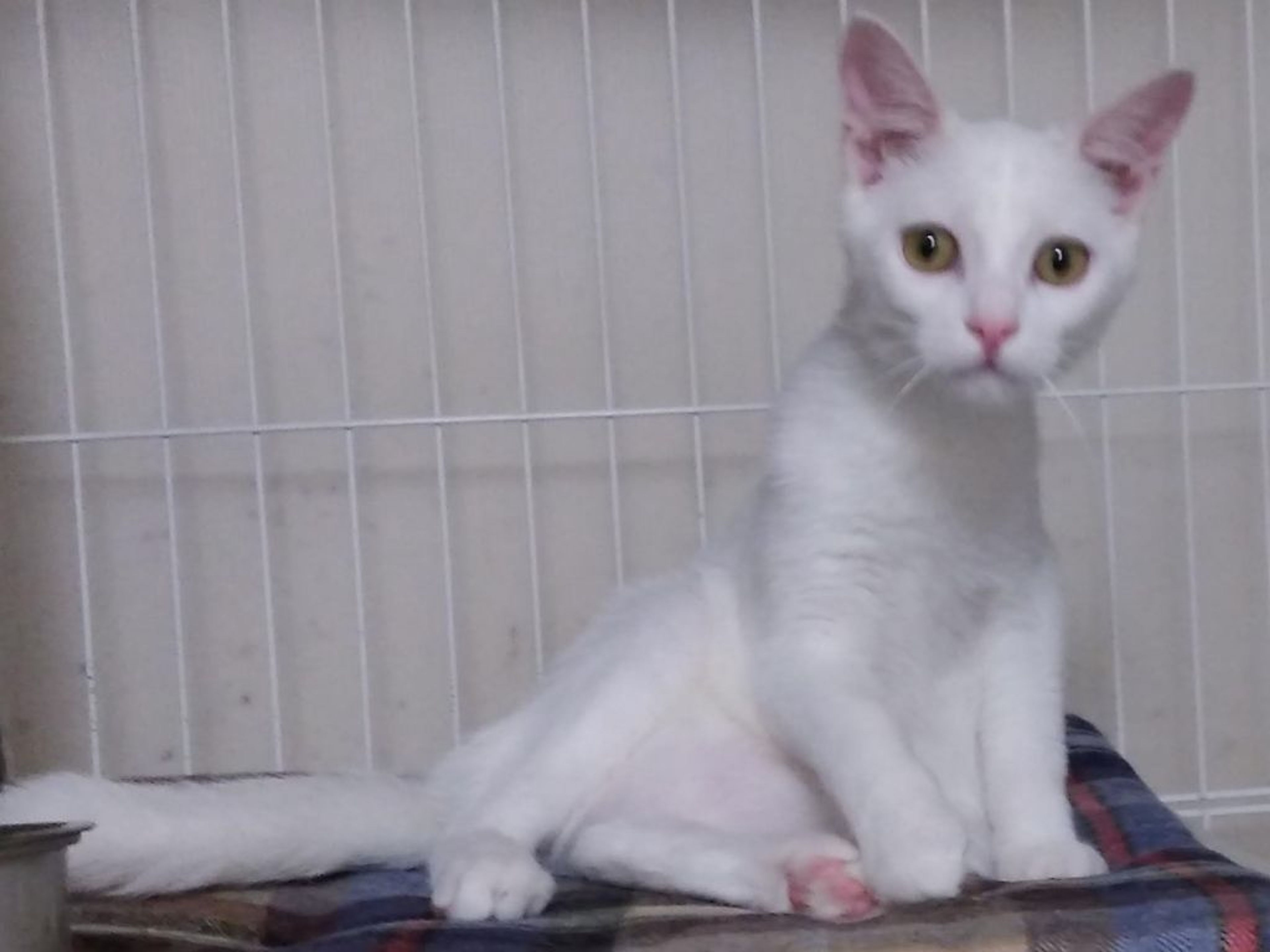 pet-image-2