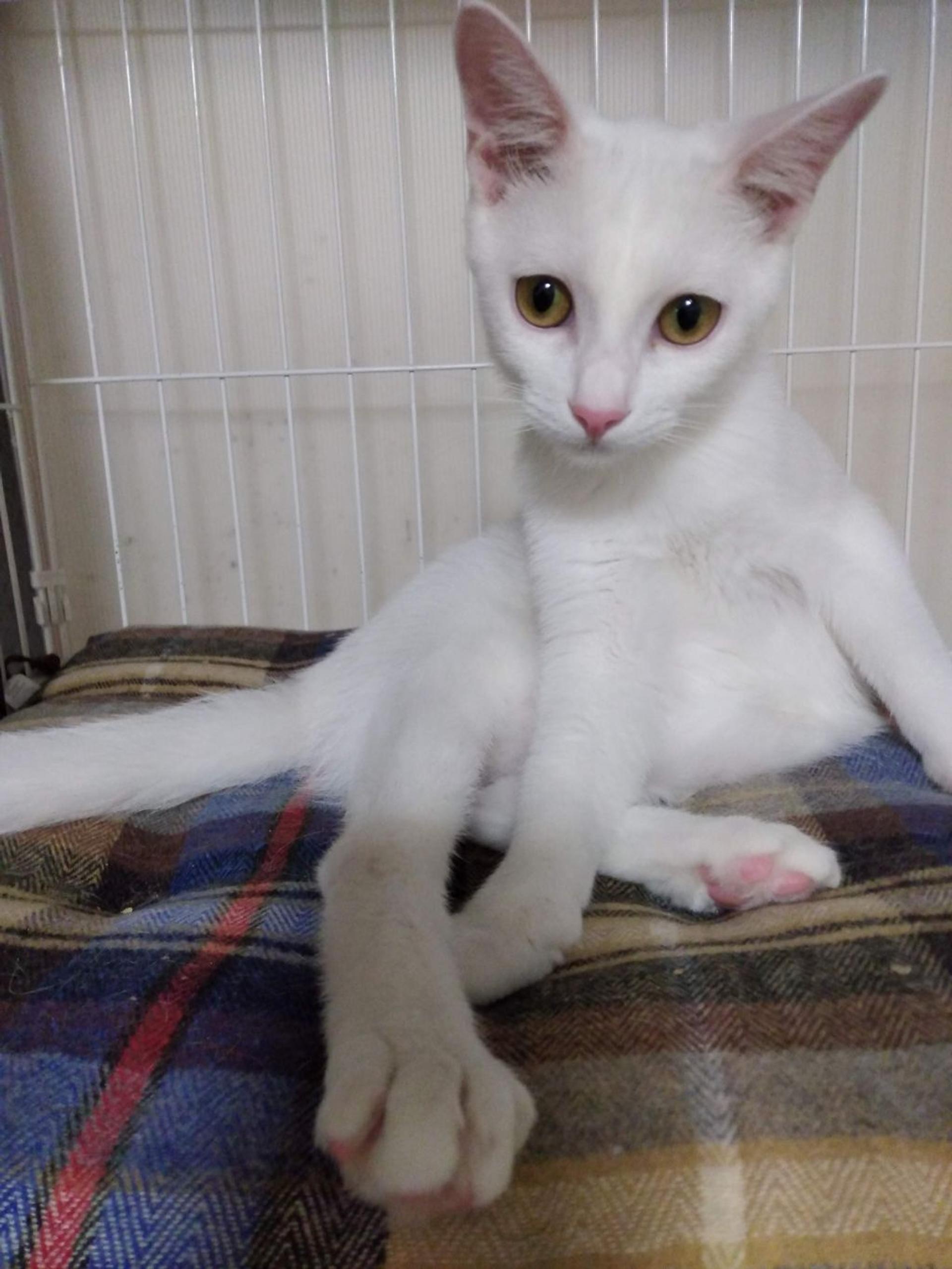 pet-image-3