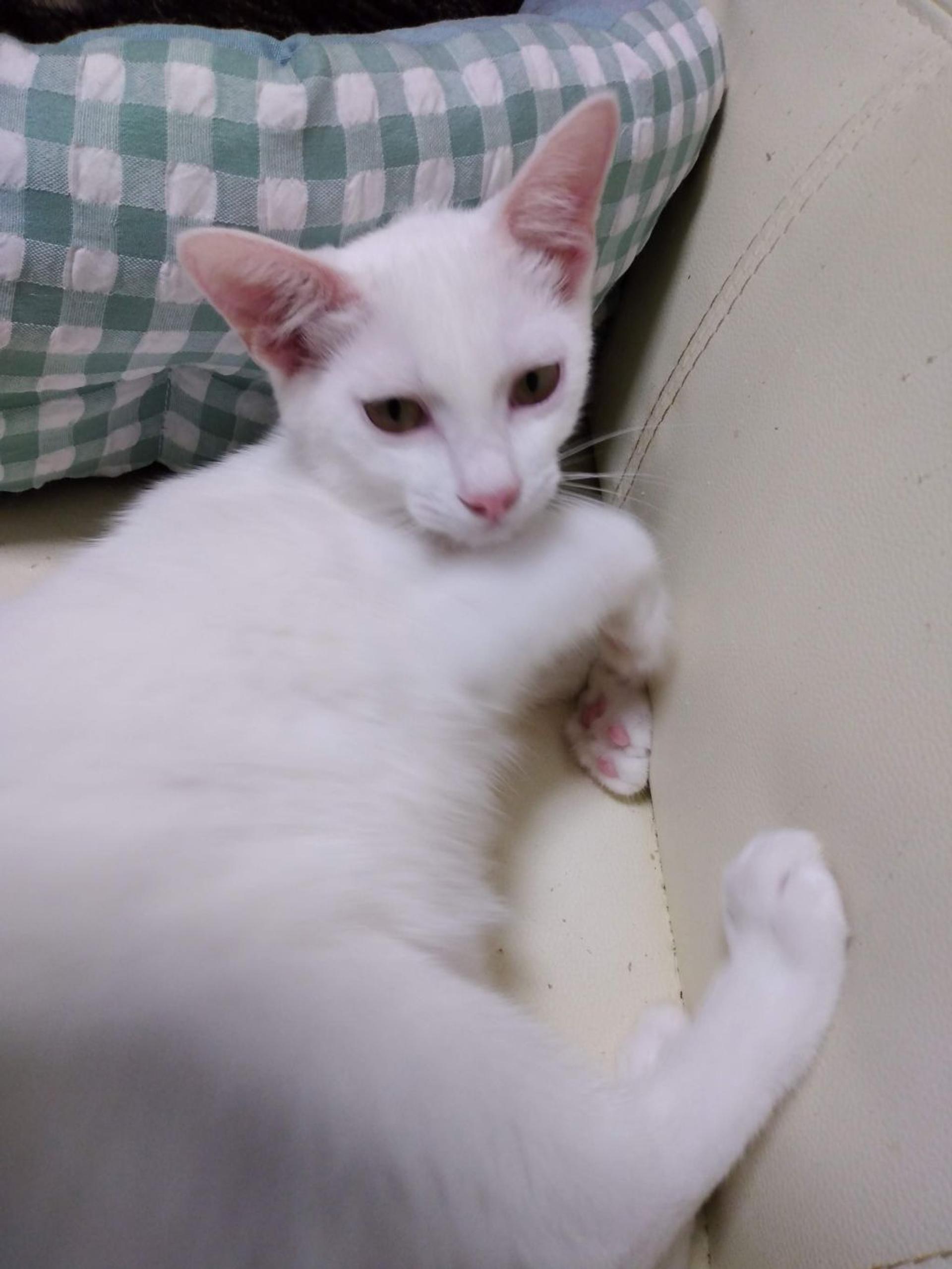 pet-image-4