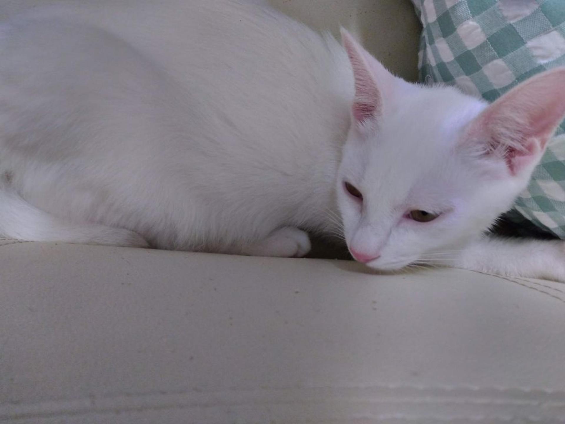 pet-image-5