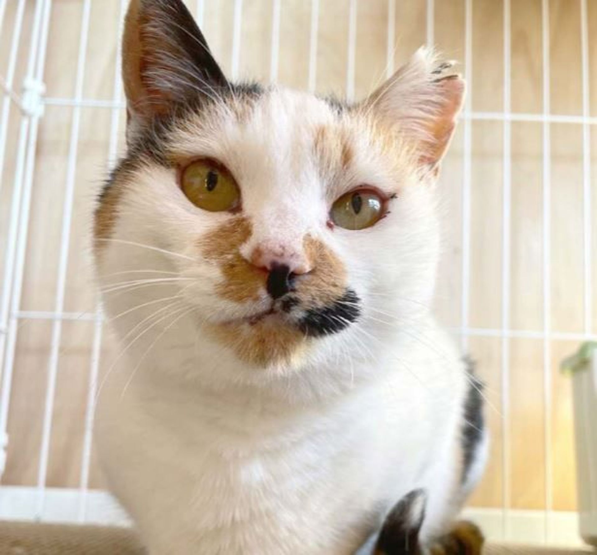 雑種（ミックス猫）・メスの里親募集の写真