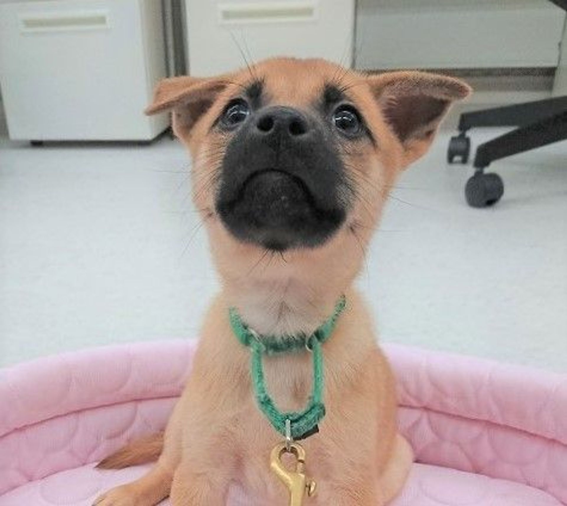 雑種（ミックス犬）・メスの里親募集の写真