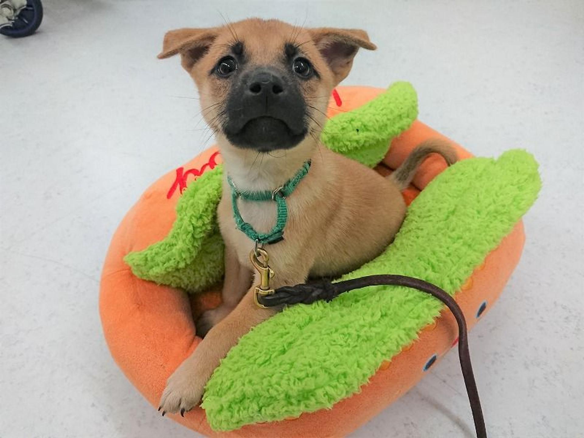 pet-image-3