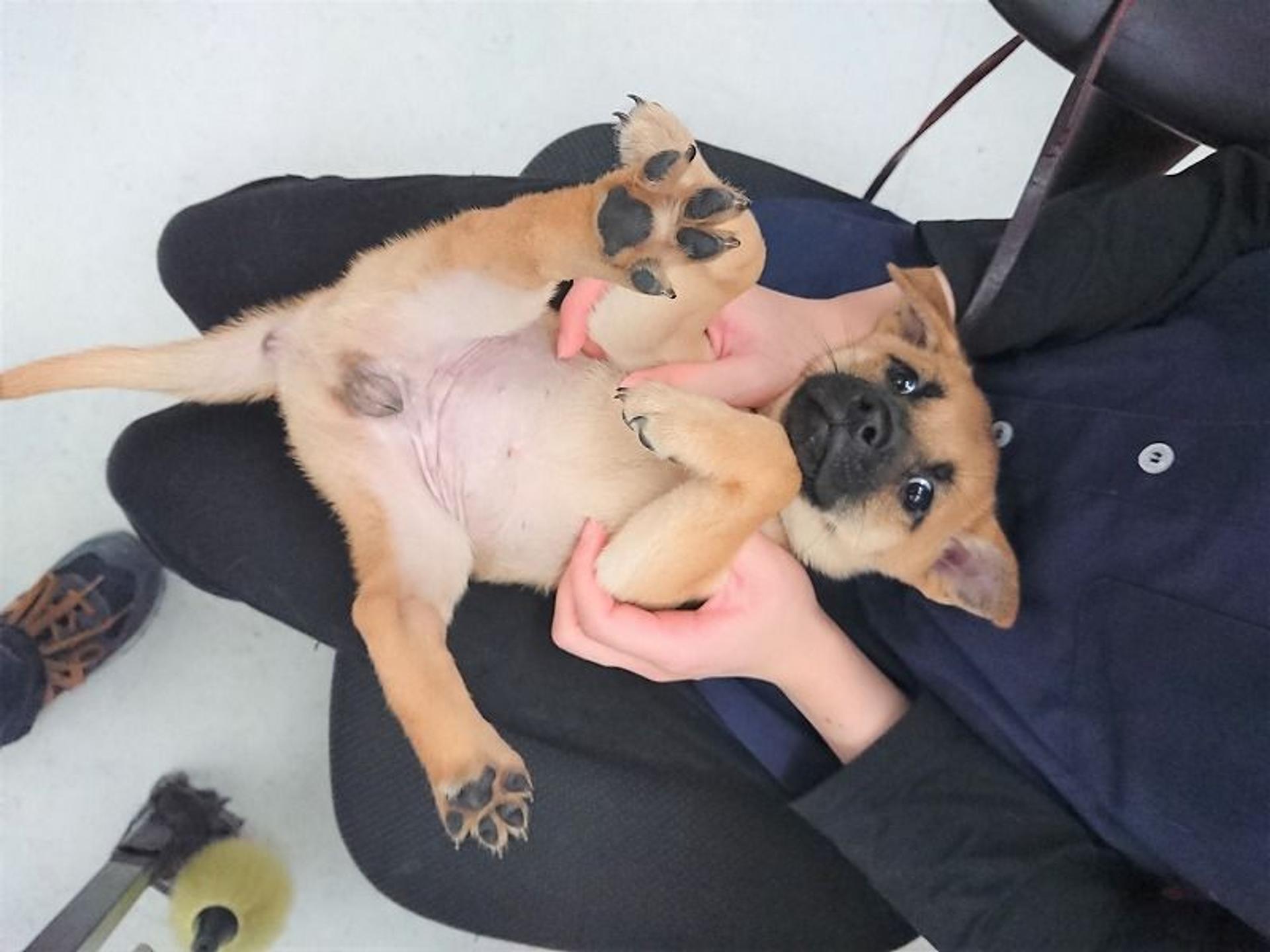pet-image-6