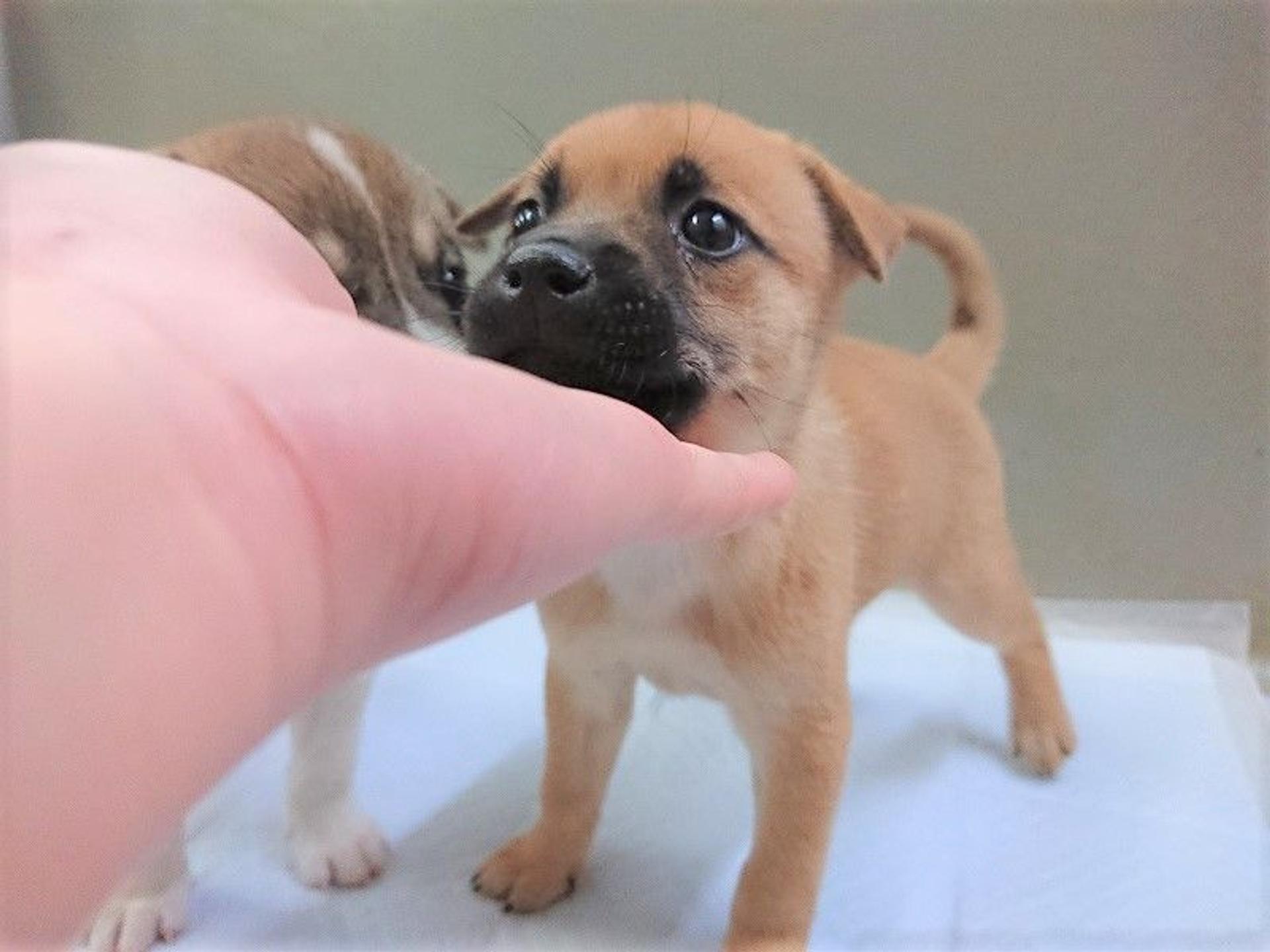 pet-image-7