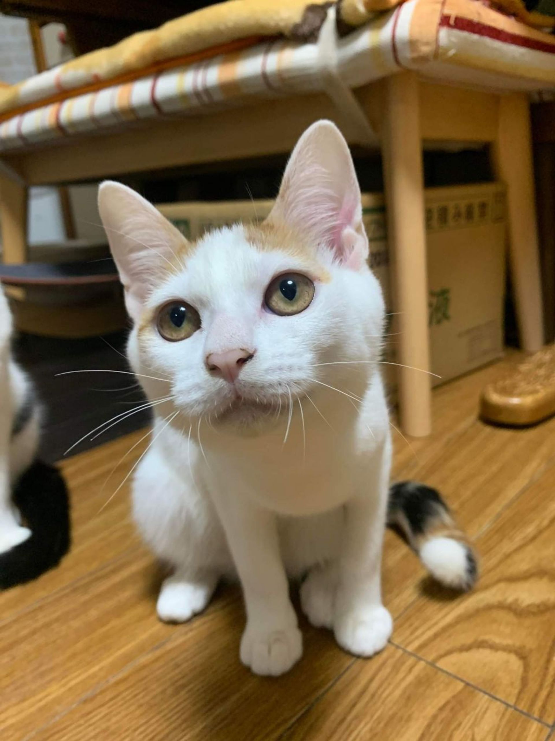 雑種（ミックス猫）・メスの里親募集の写真