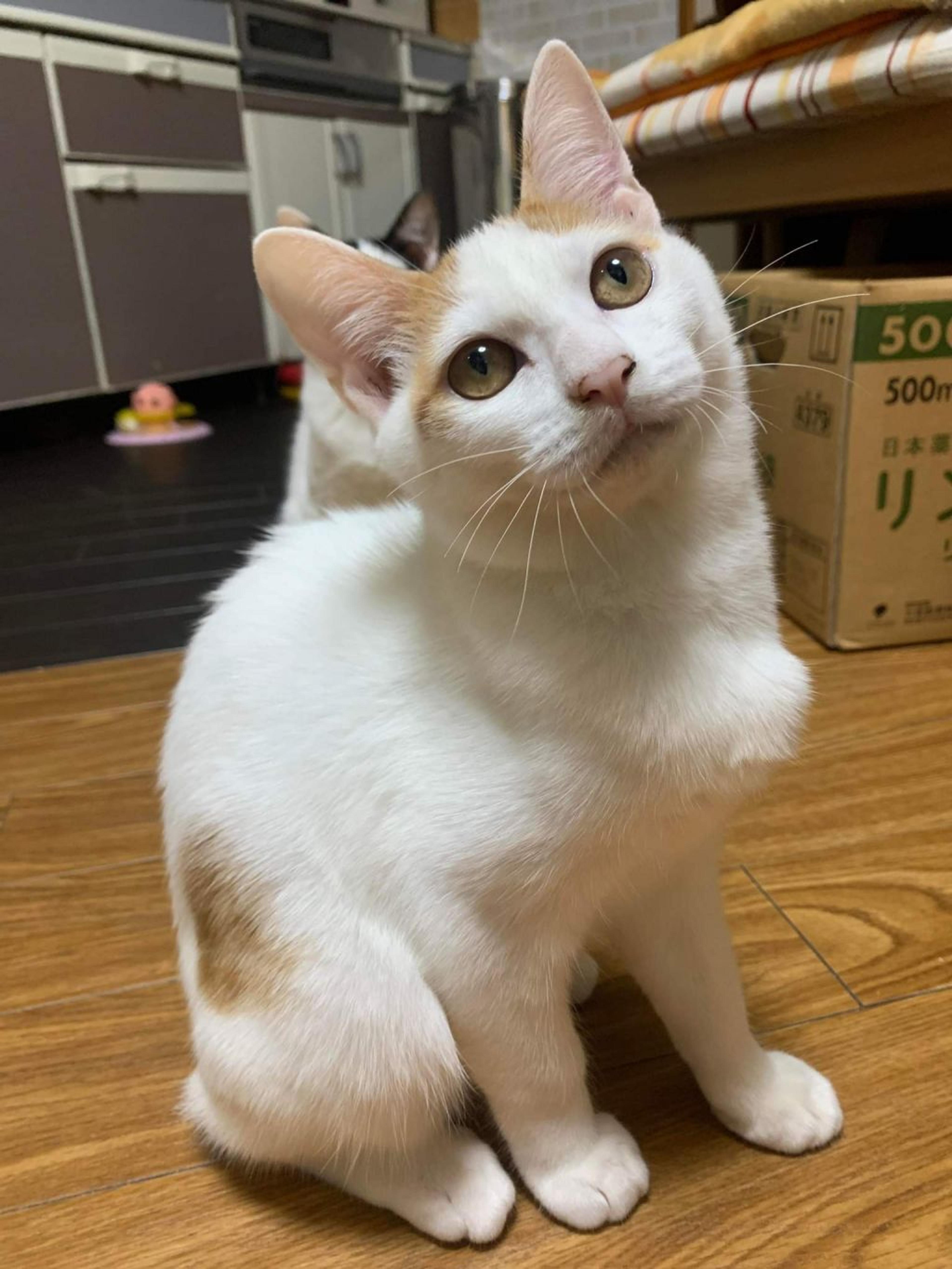 pet-image-3