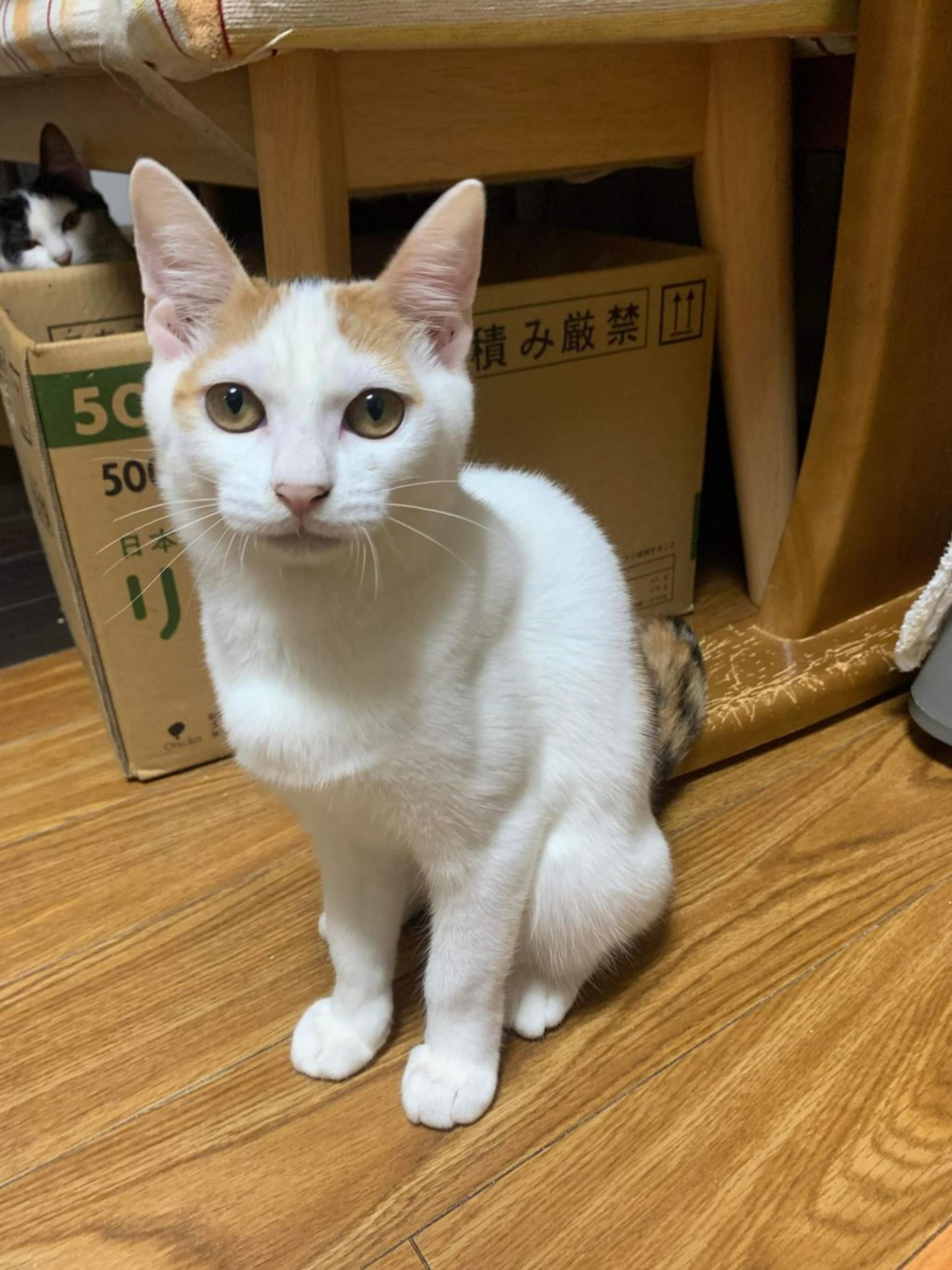 pet-image-5