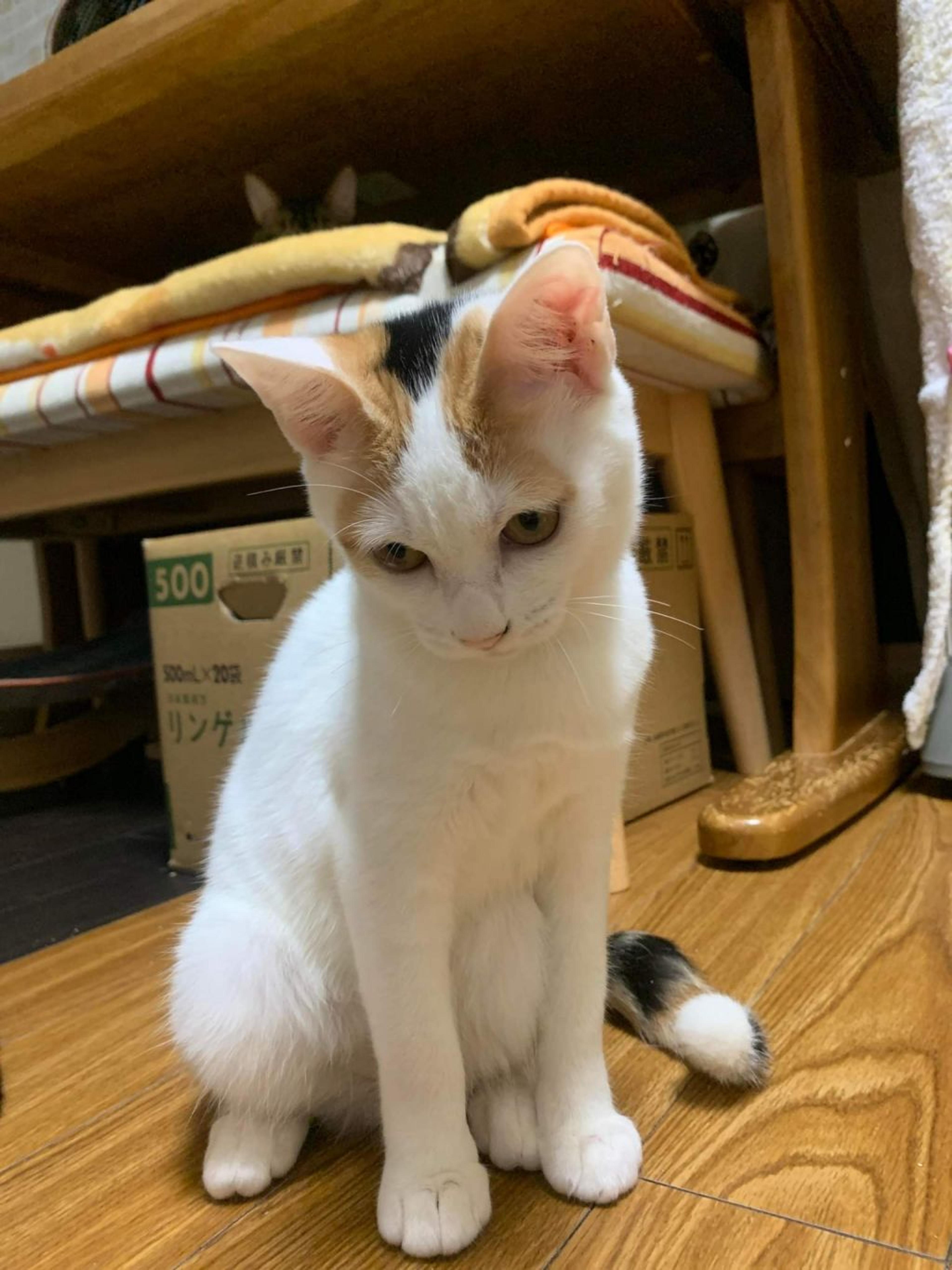 pet-image-6