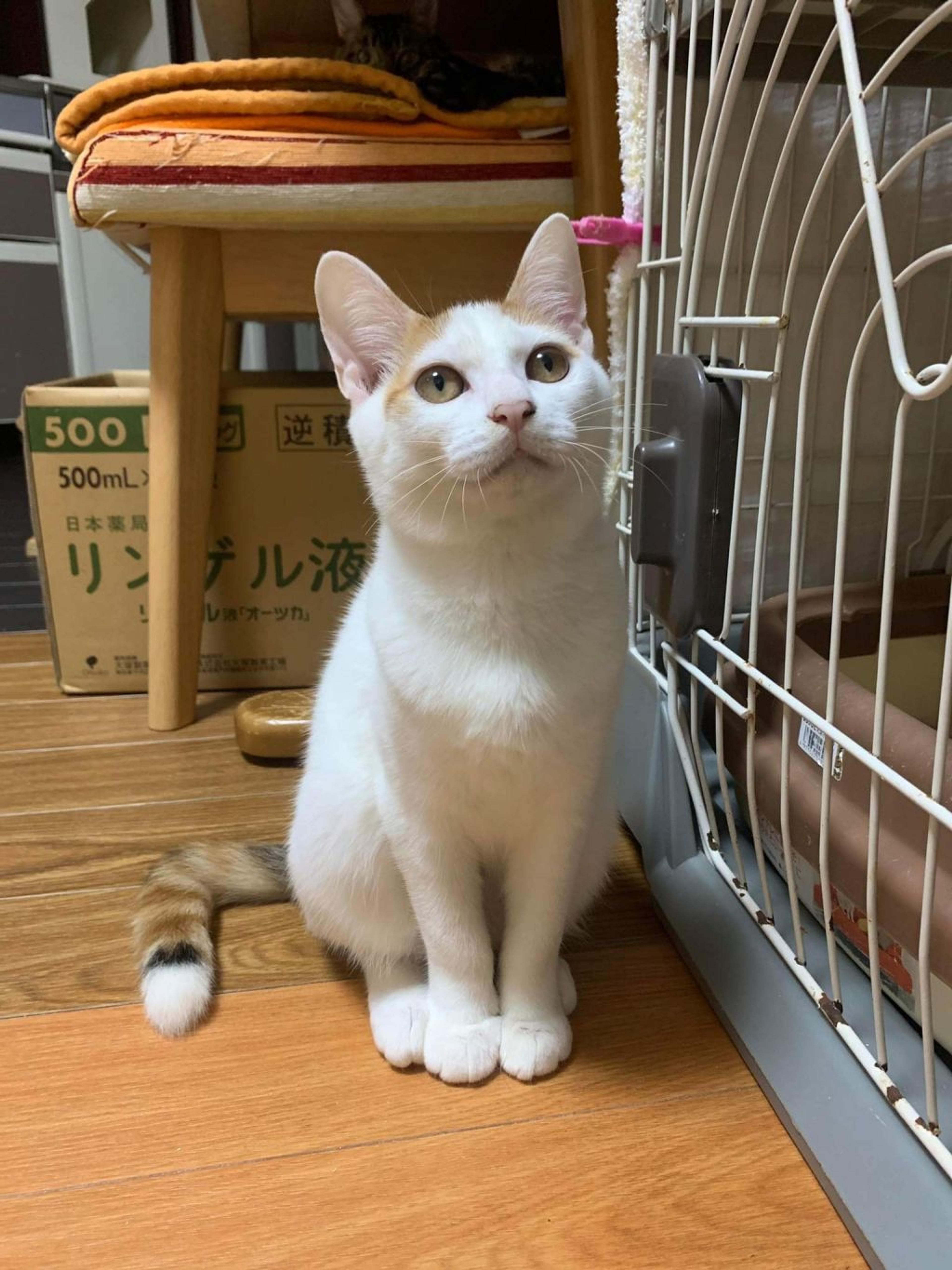 pet-image-7