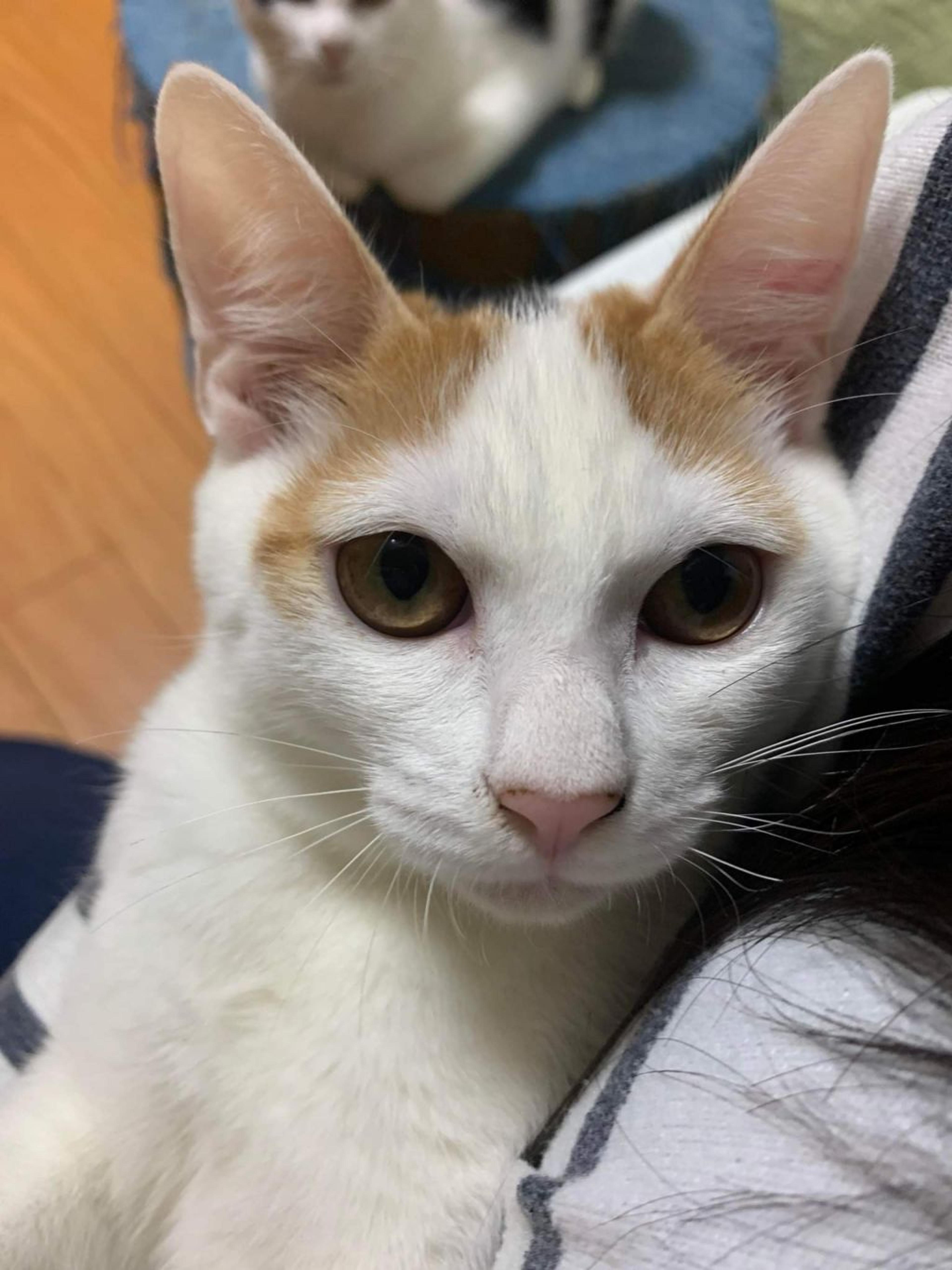 pet-image-8