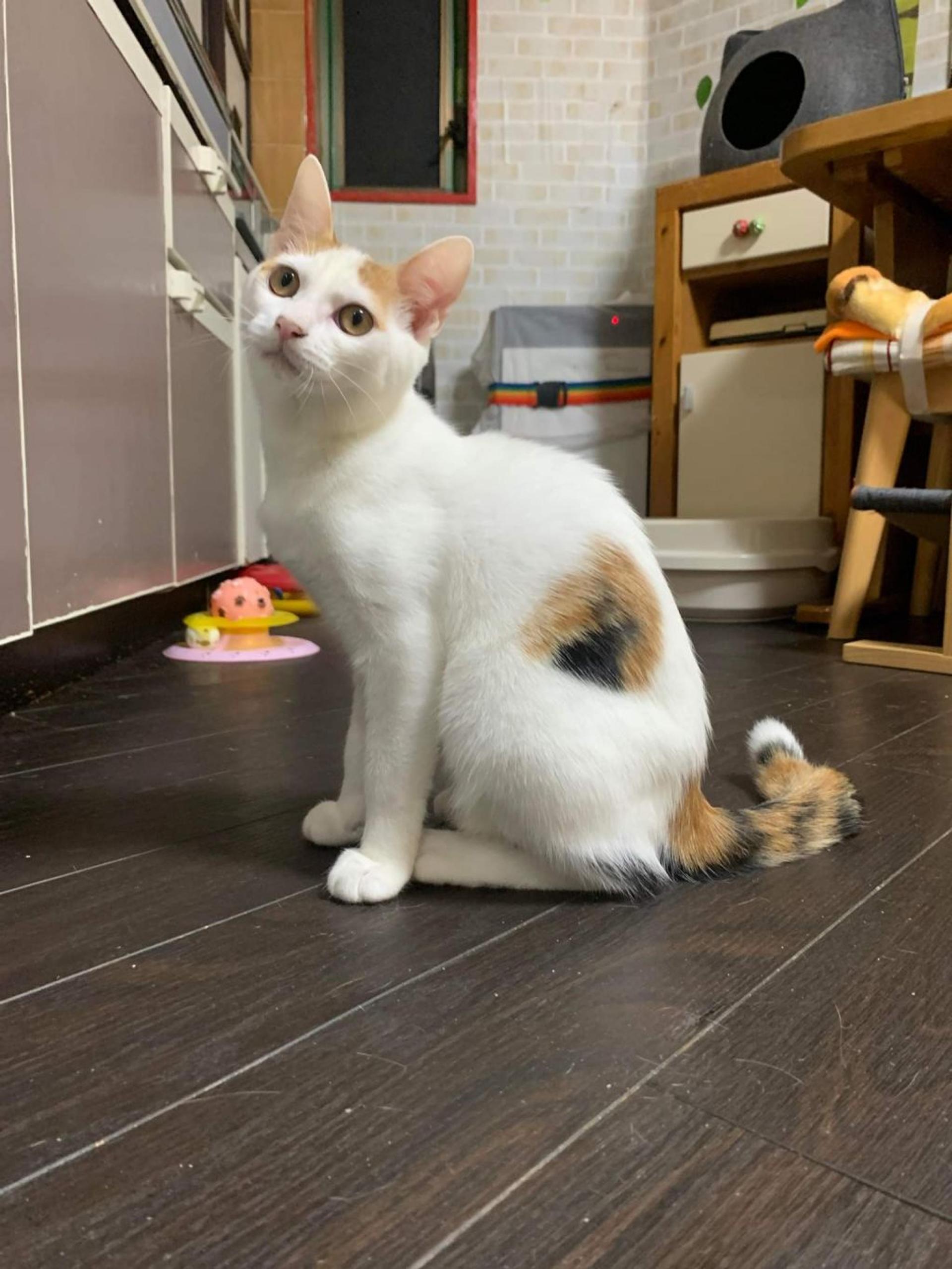 pet-image-9