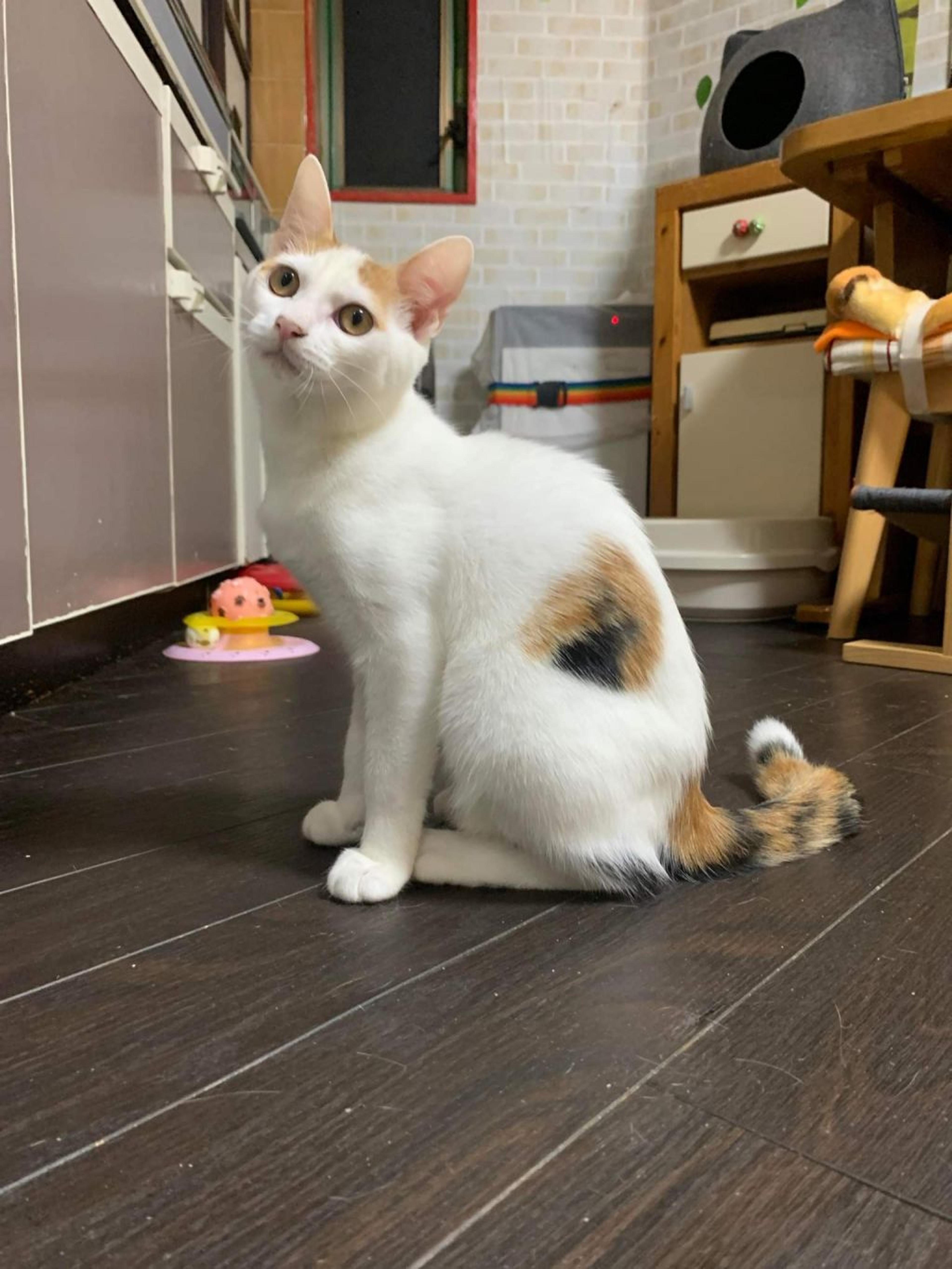 pet-image-9