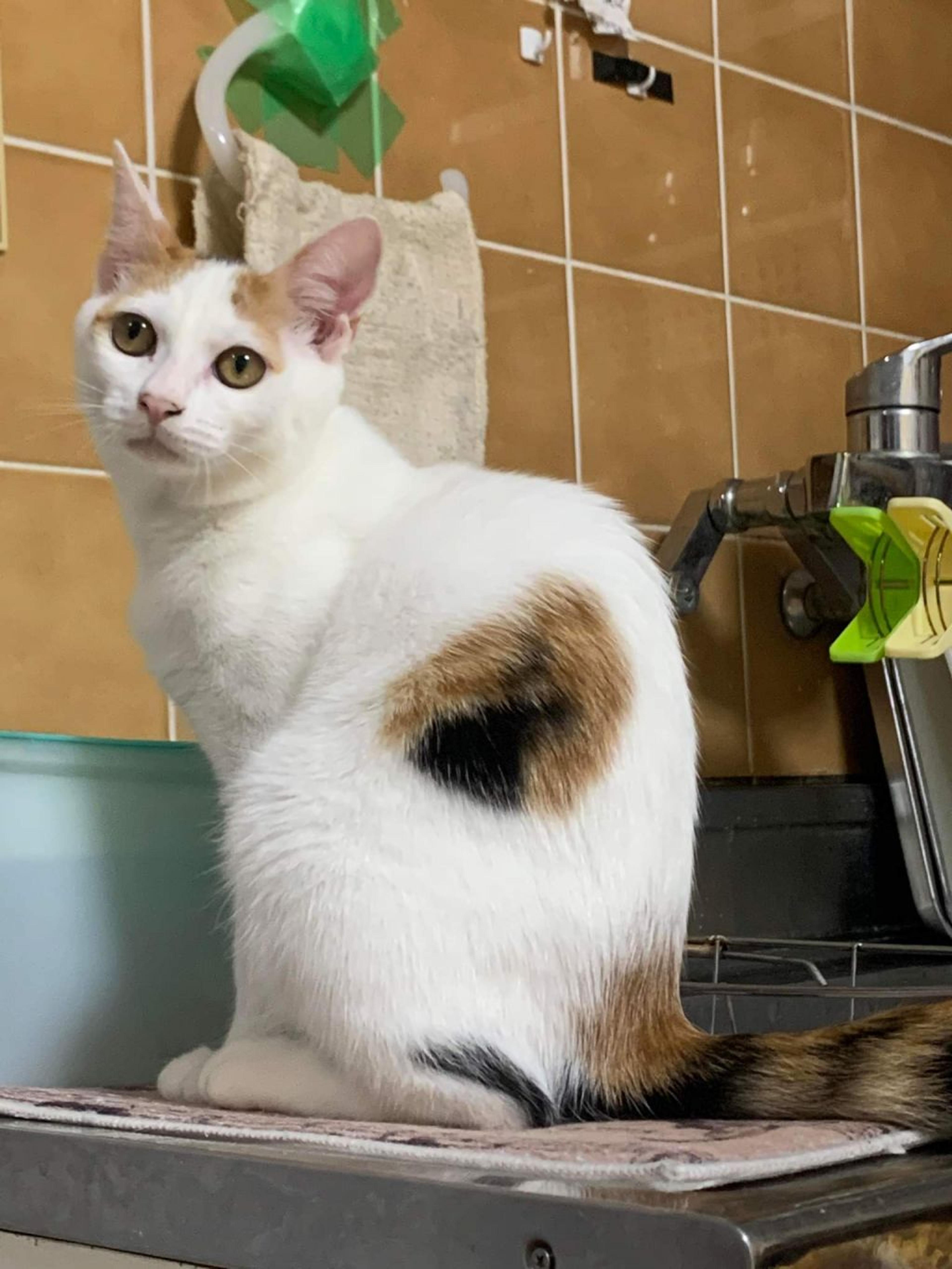 pet-image-10