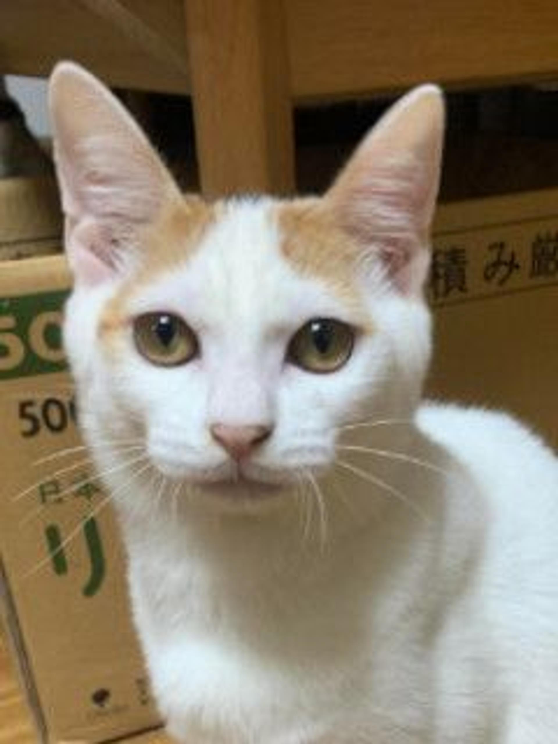 pet-image-2
