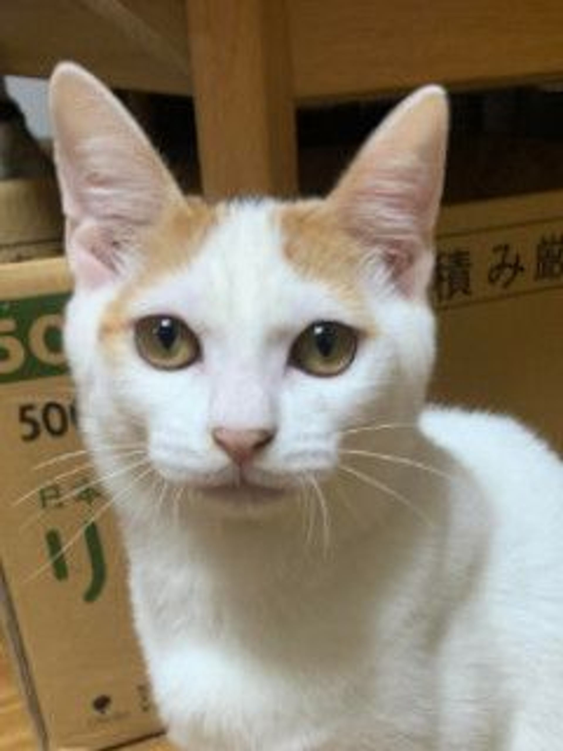 雑種（ミックス猫）・メスの里親募集の写真