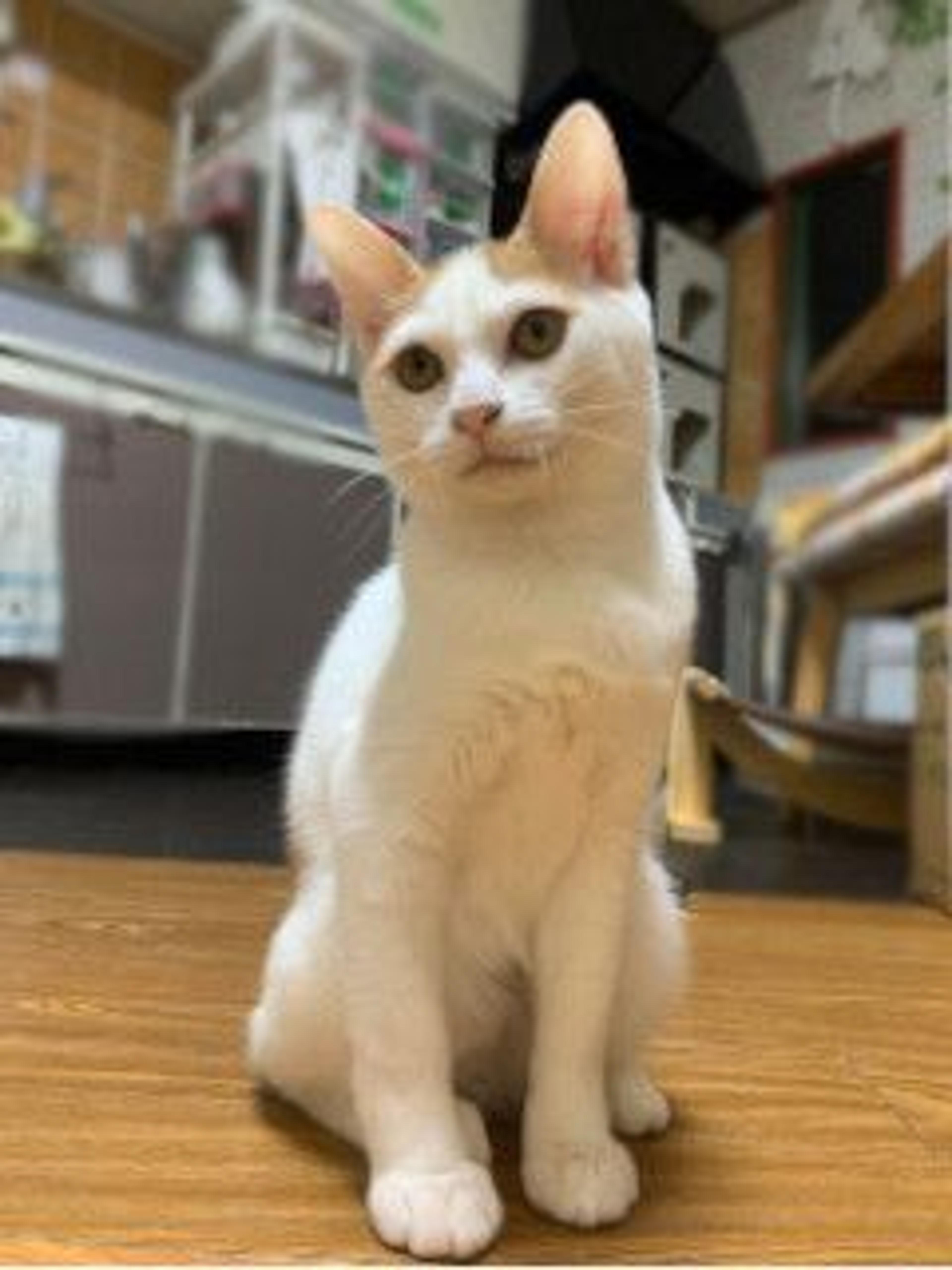 pet-image-4