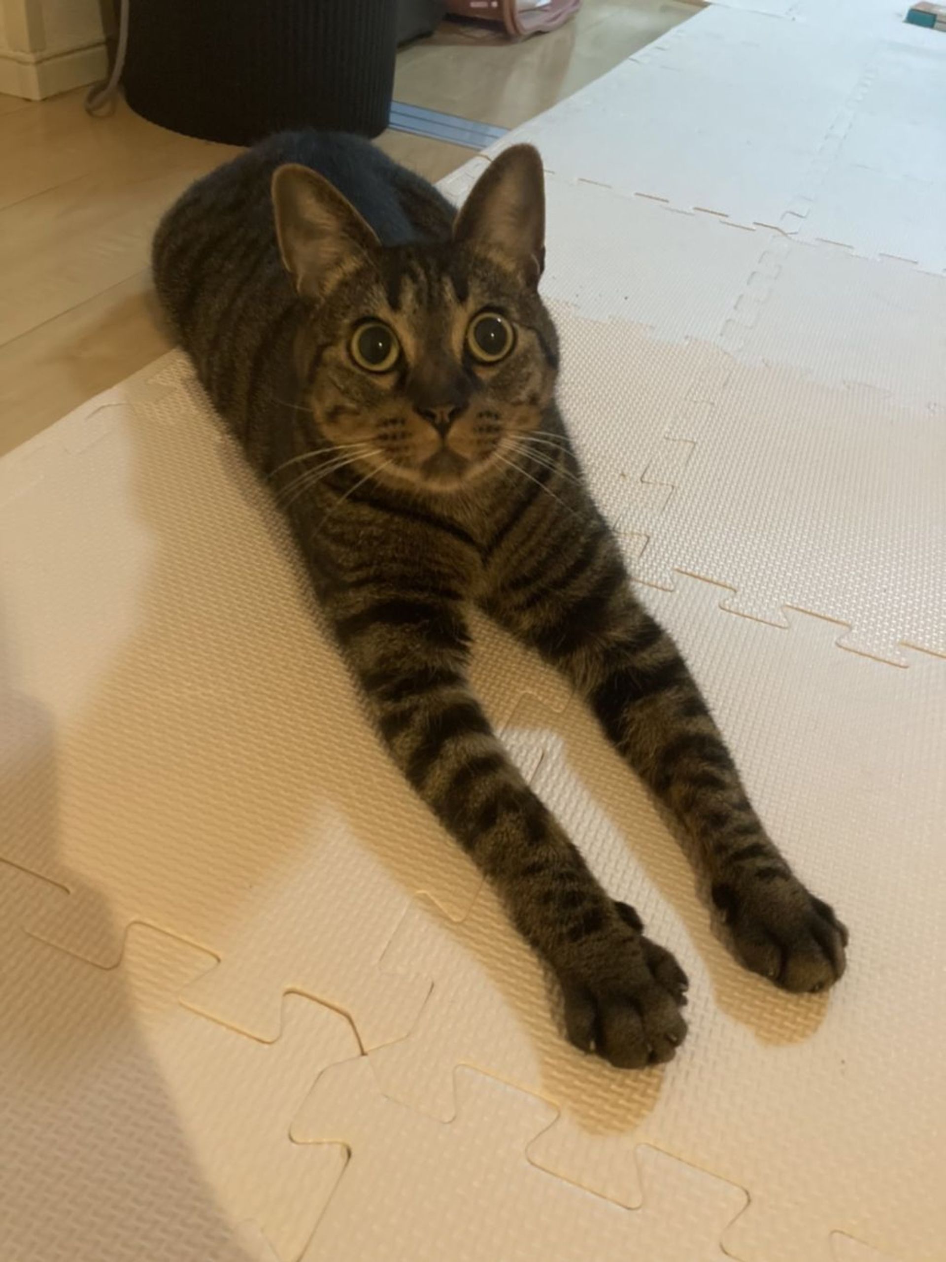 雑種（ミックス猫）・オスの里親募集の写真