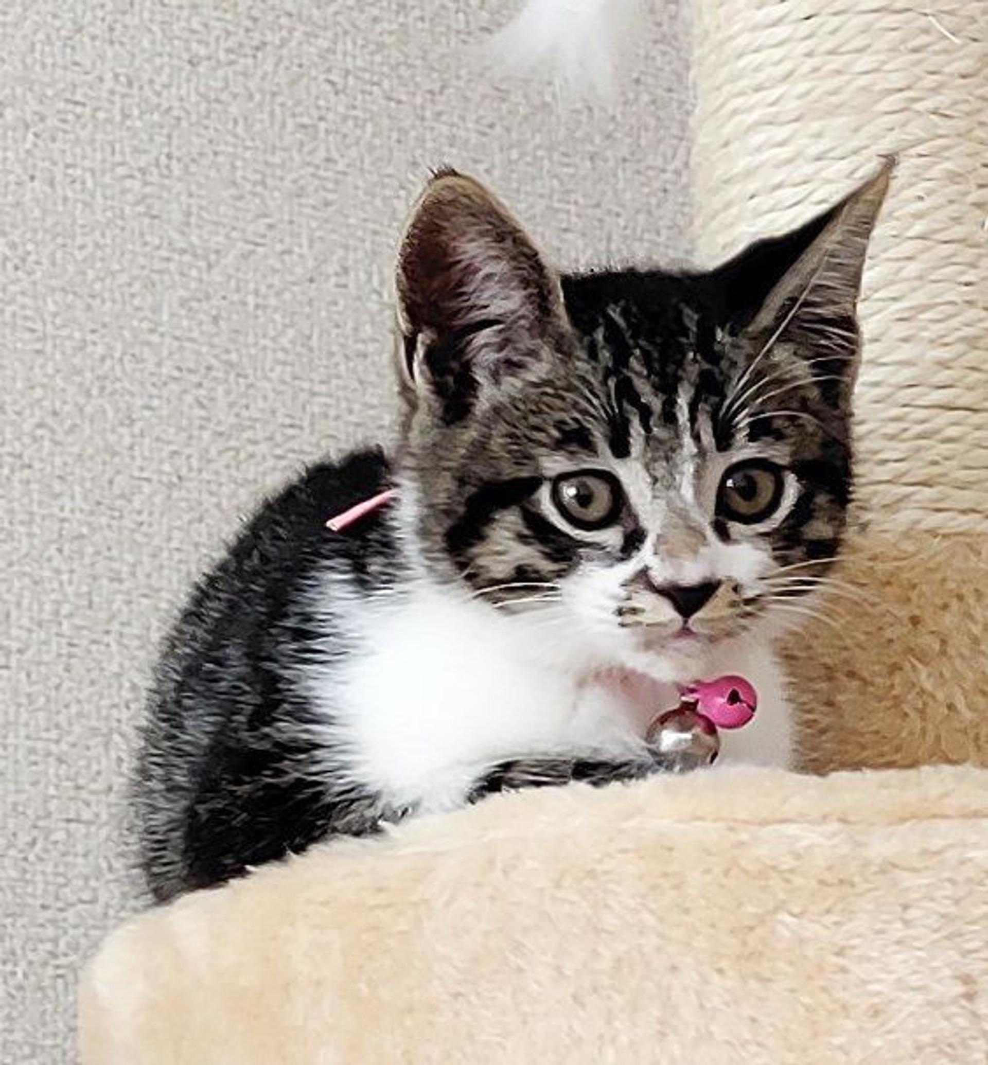 pet-image-3