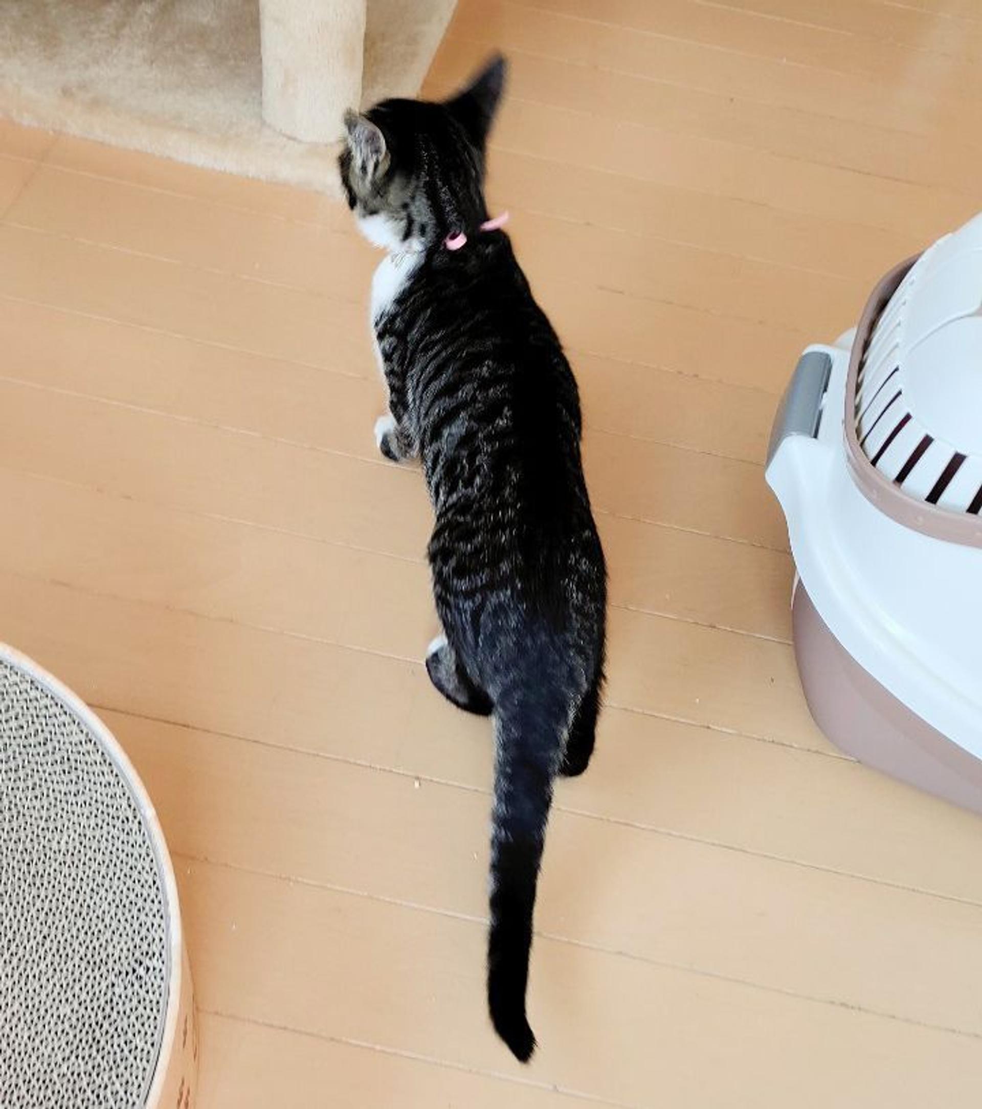 pet-image-4