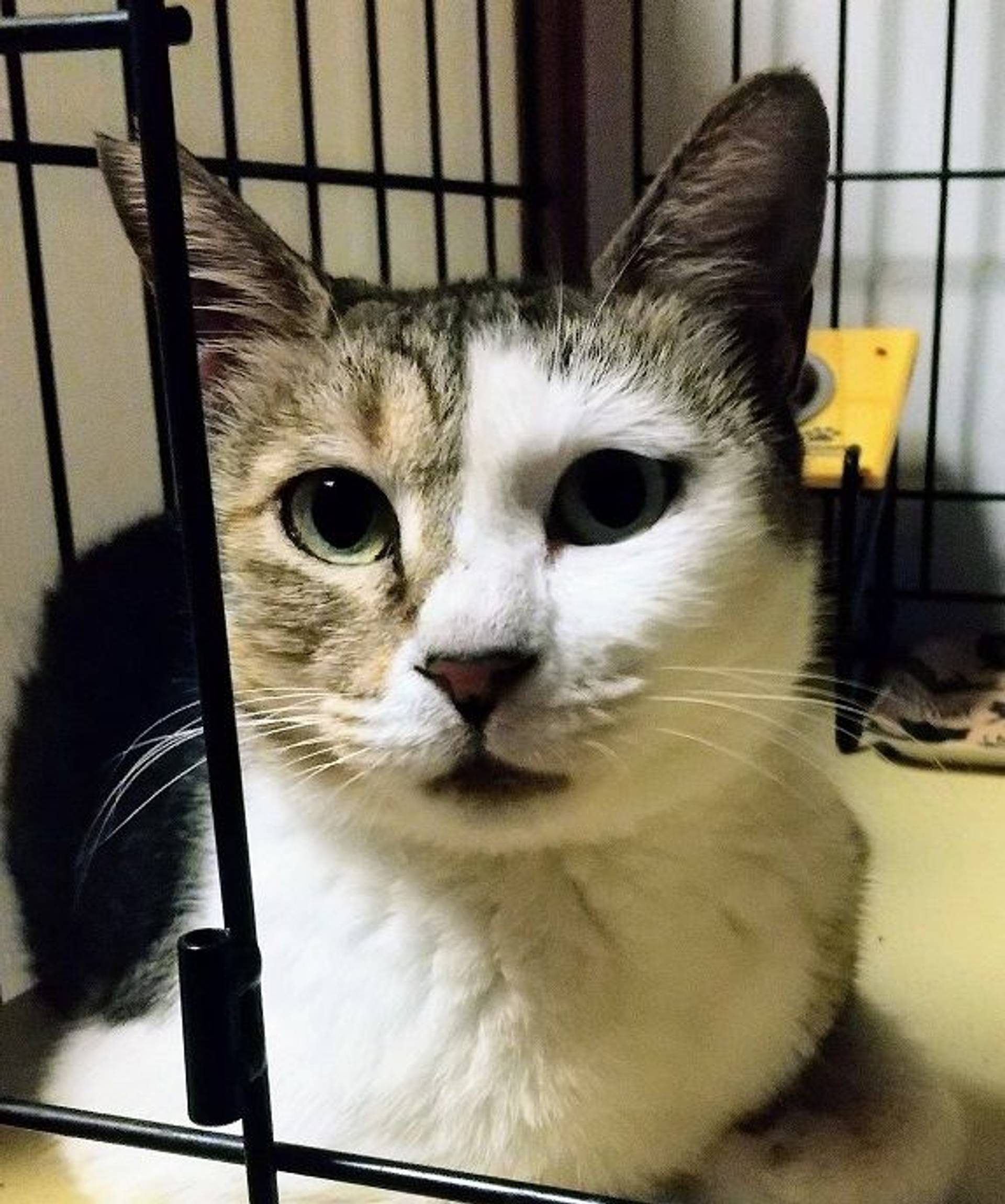 雑種（ミックス猫）・メスの里親募集の写真