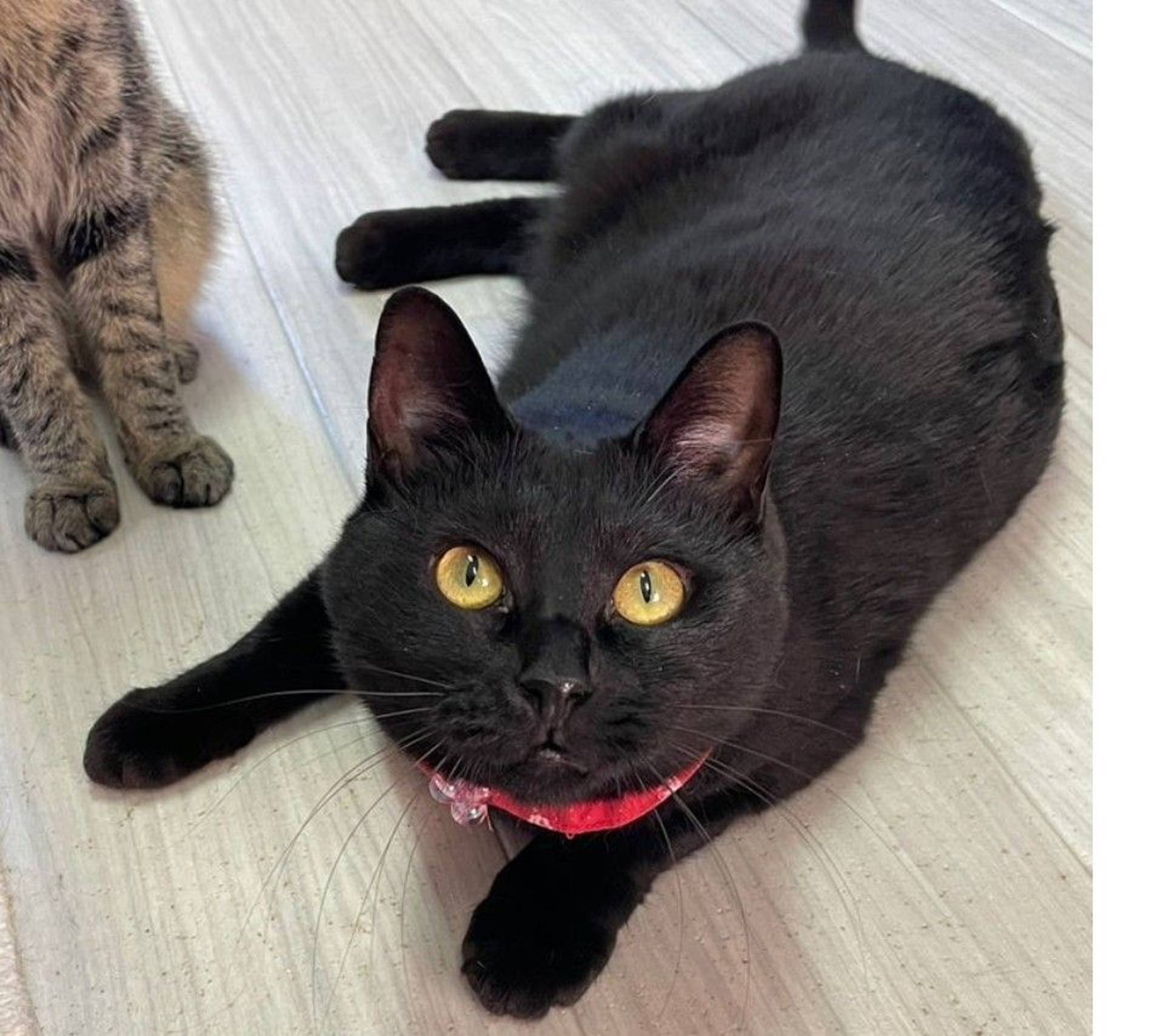 雑種（ミックス猫）・メスの里親募集の写真