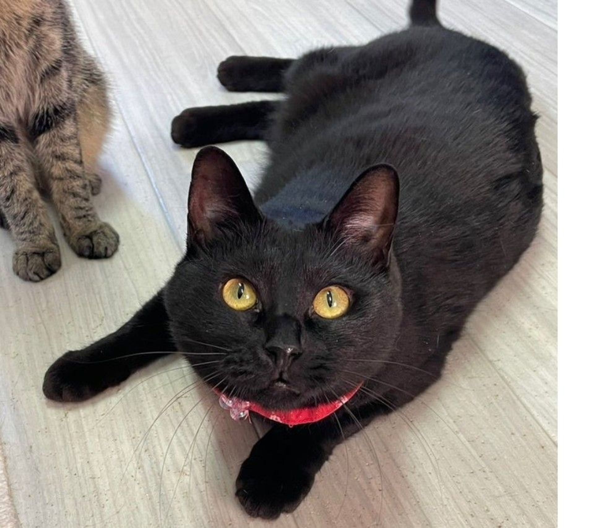 雑種（ミックス猫）・メスの里親募集の写真