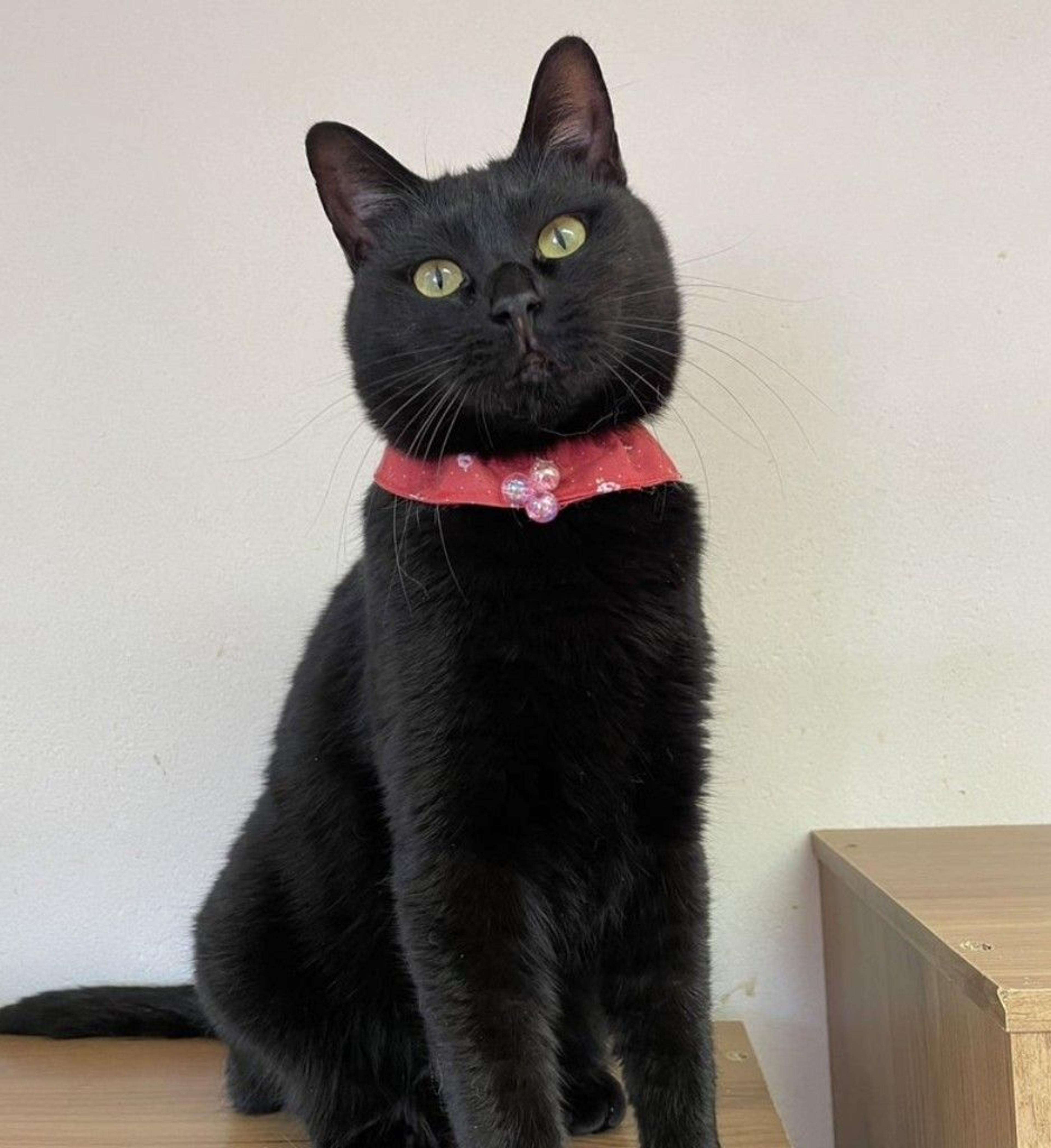 pet-image-2