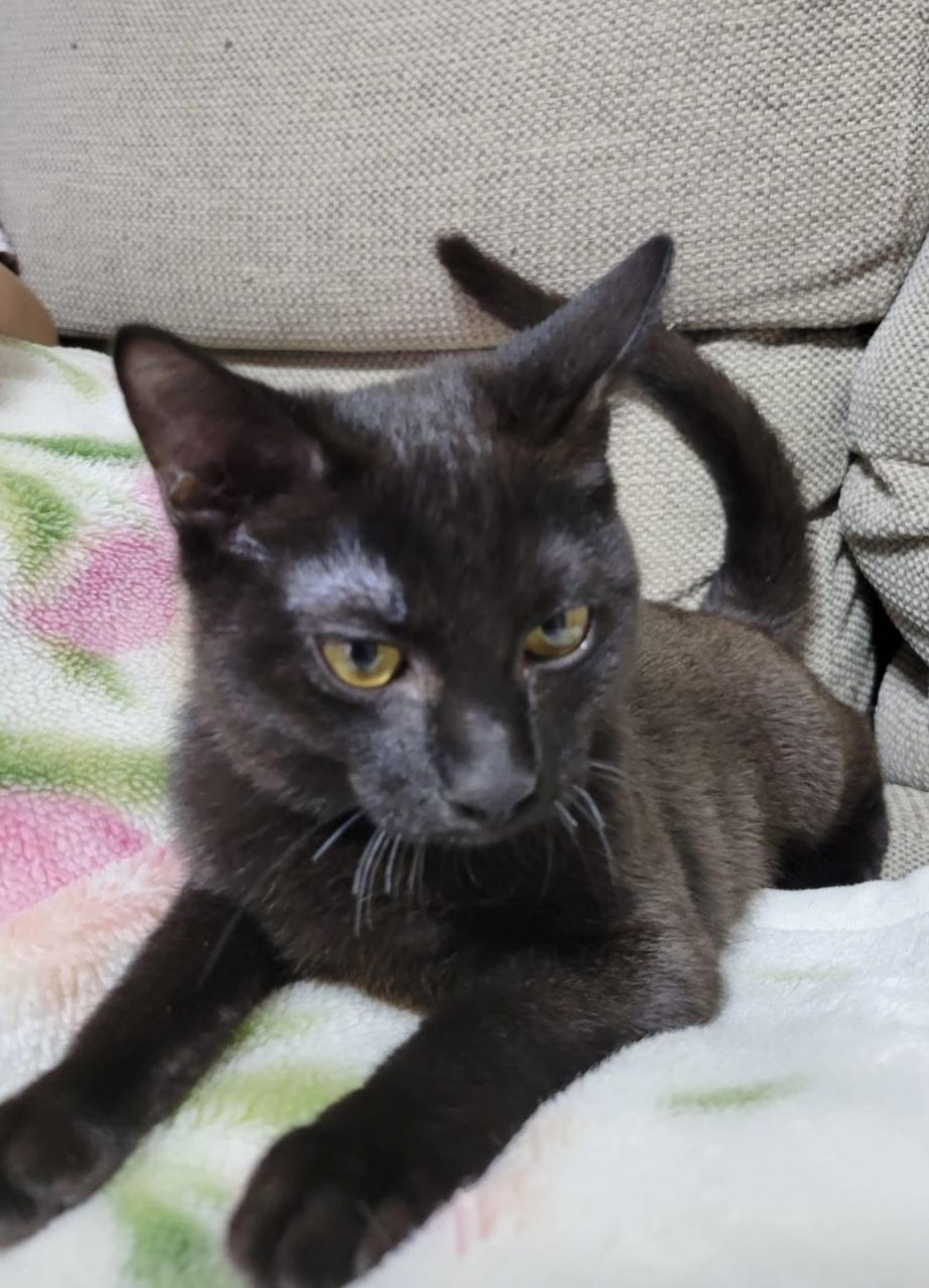 pet-image-2