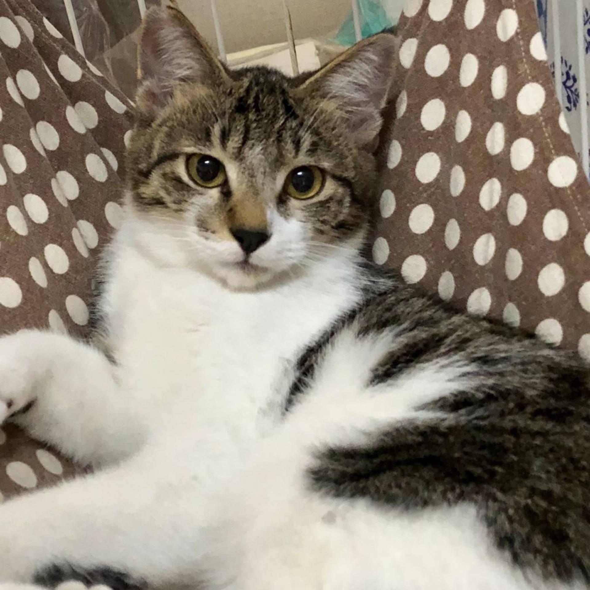 雑種（ミックス猫）・オスの里親募集の写真