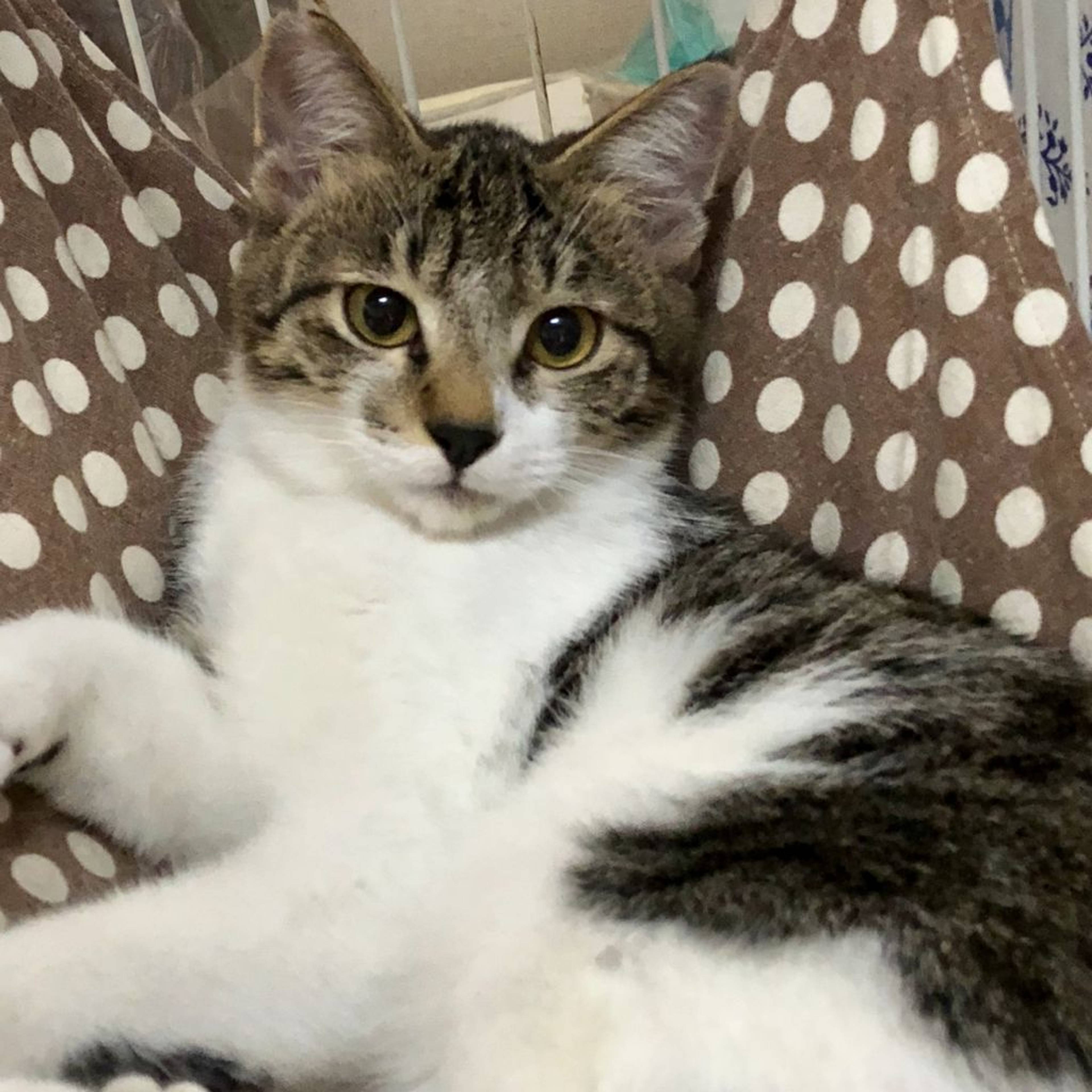 雑種（ミックス猫）・オスの里親募集の写真