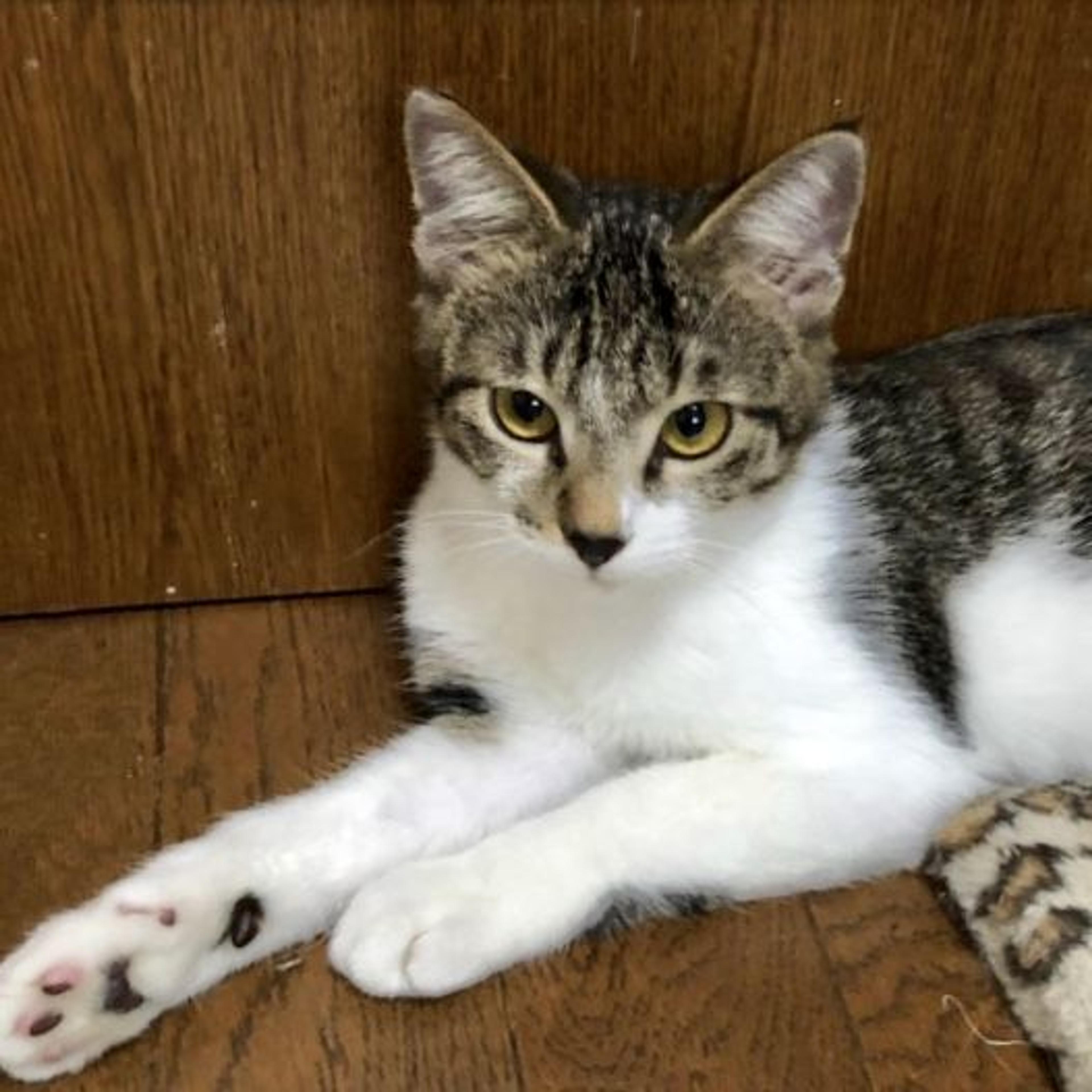 pet-image-2
