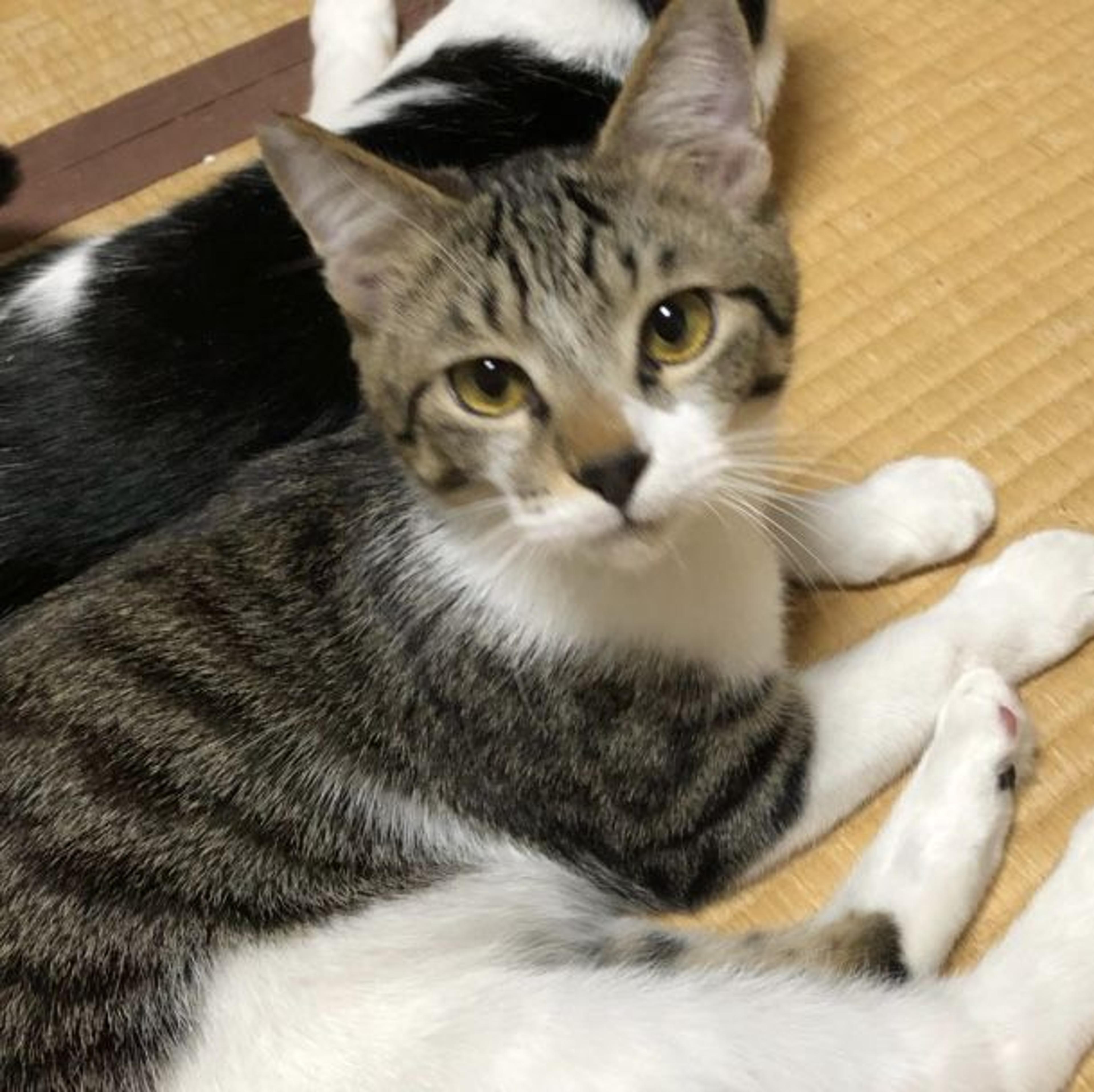 pet-image-3