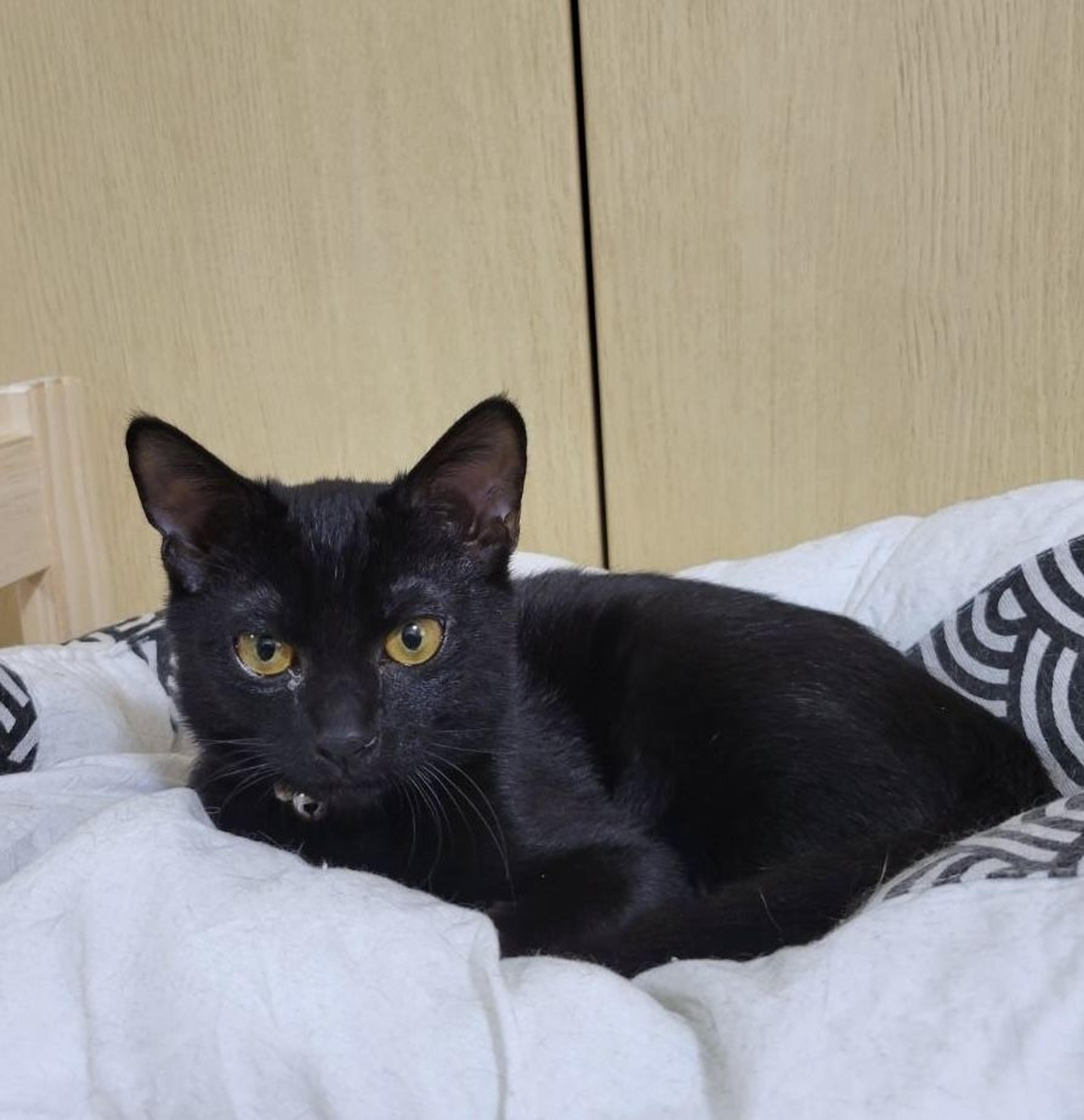 pet-image-2