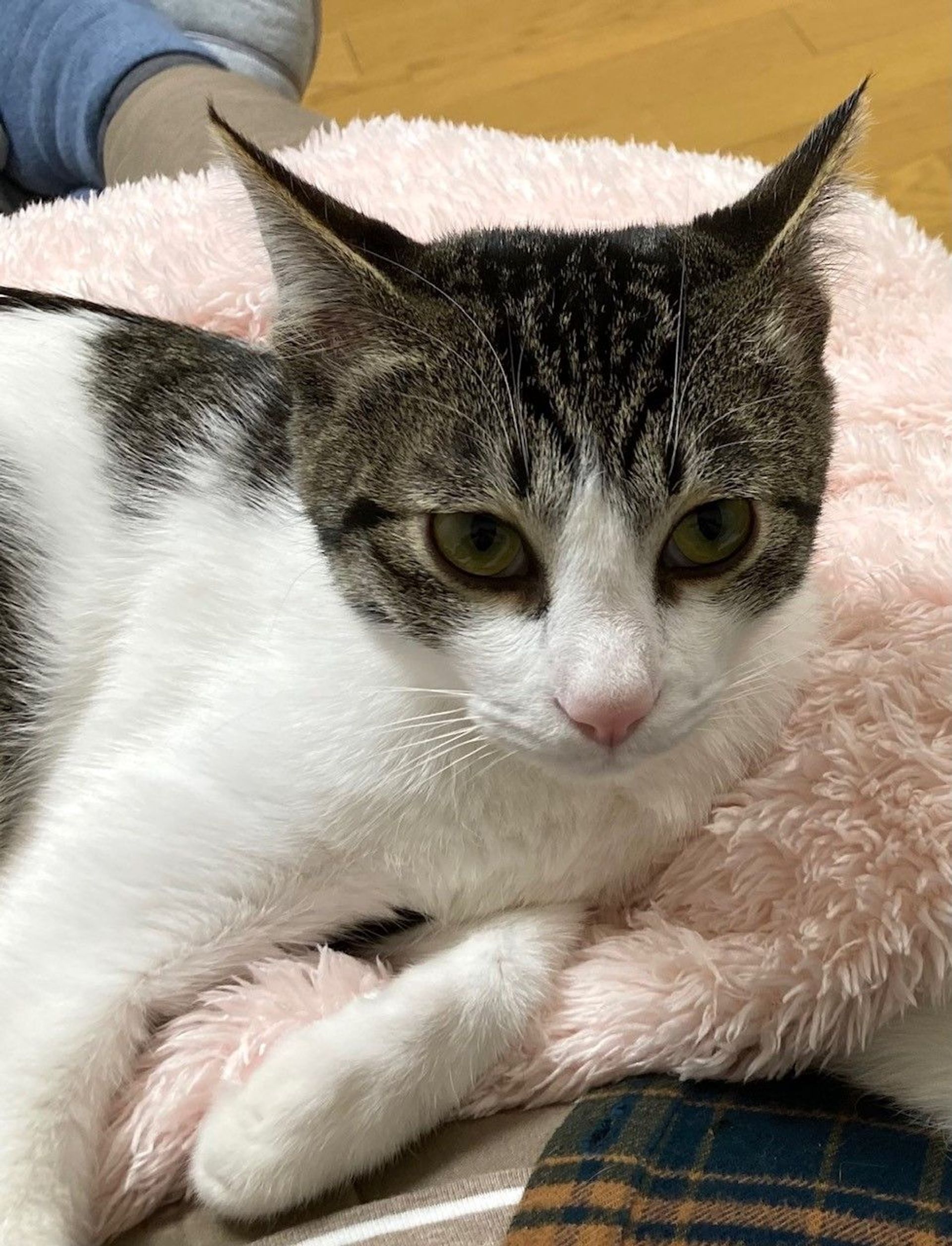 雑種（ミックス猫）・オスの里親募集の写真