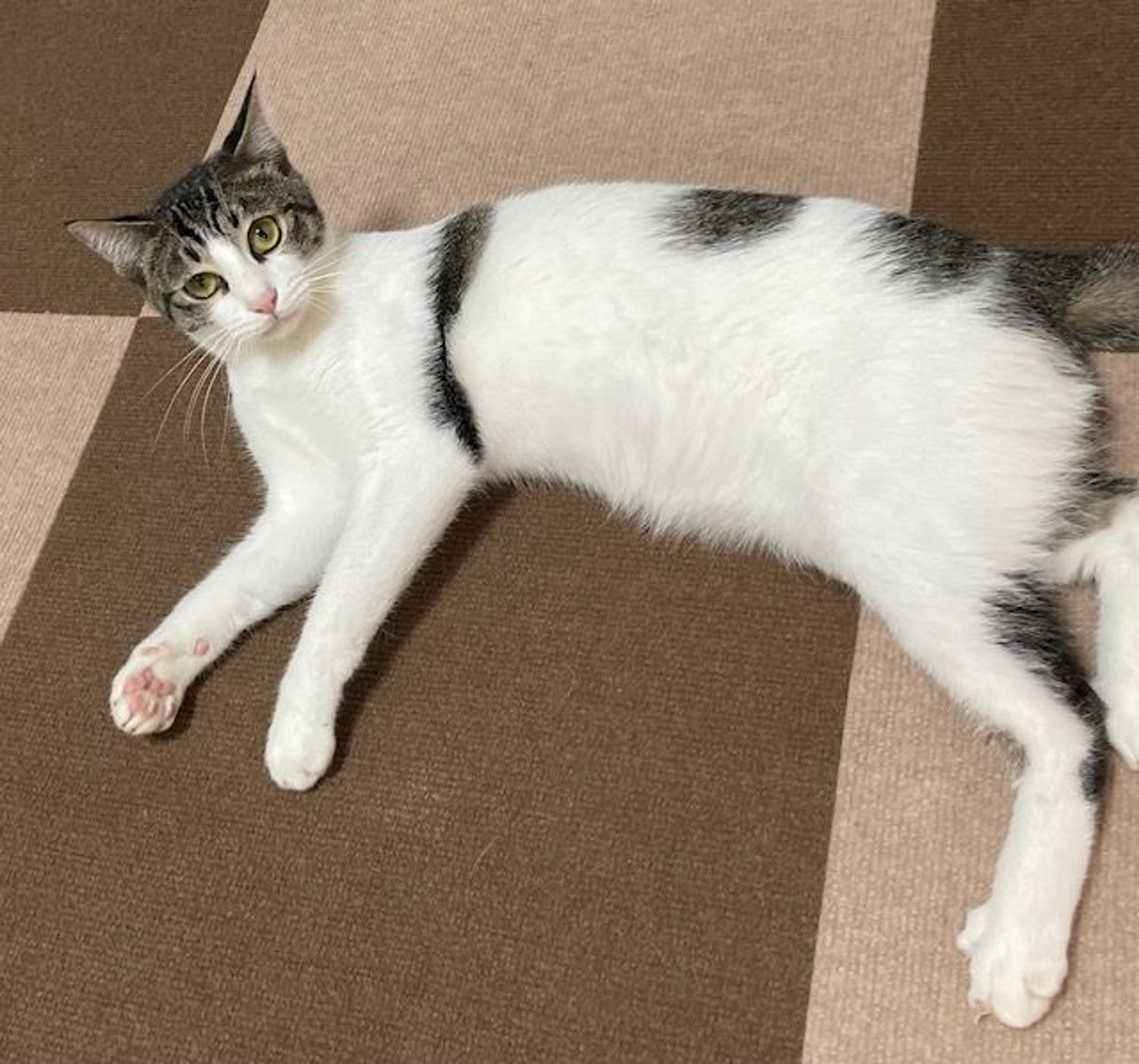 pet-image-2