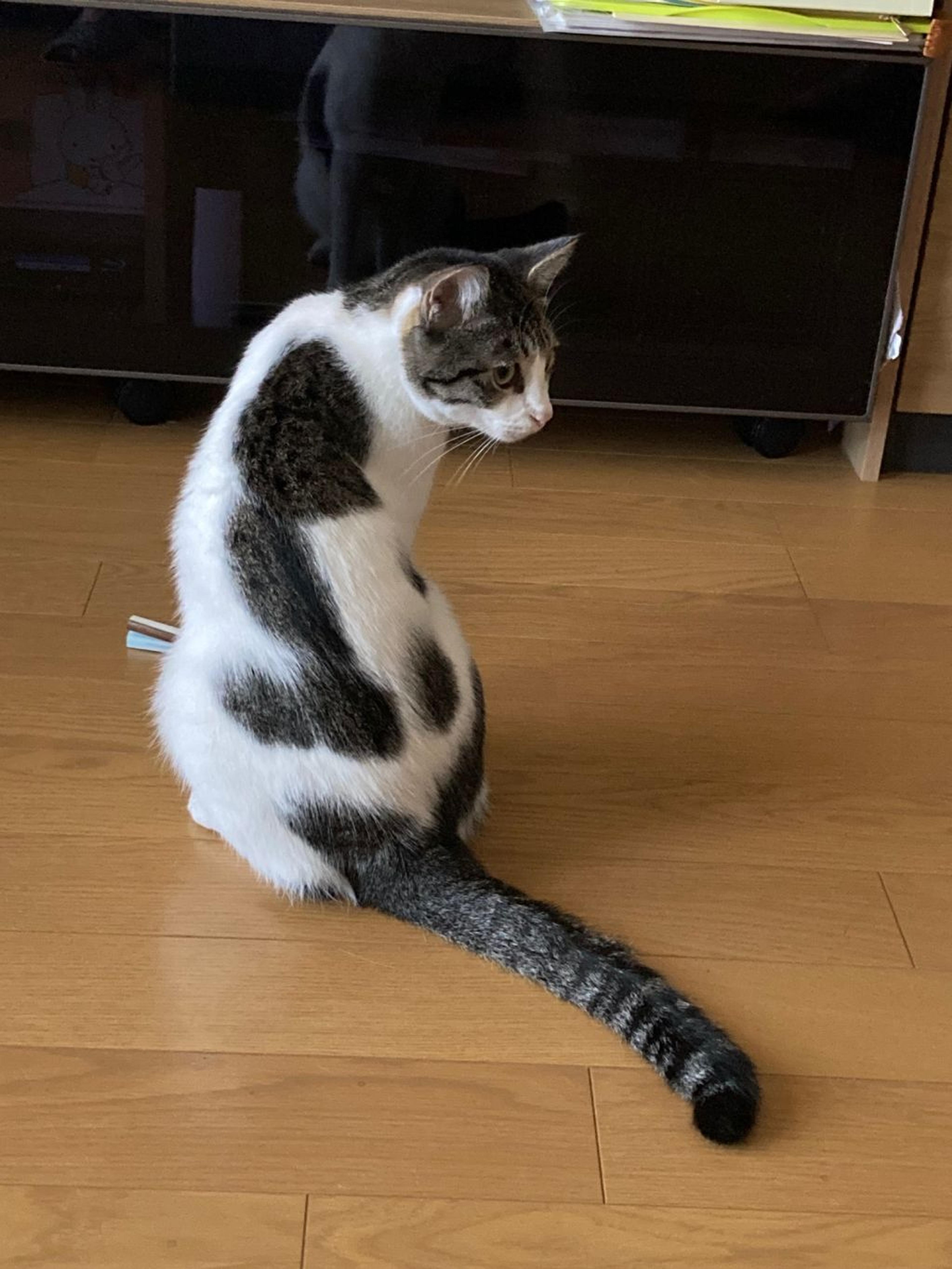 pet-image-3