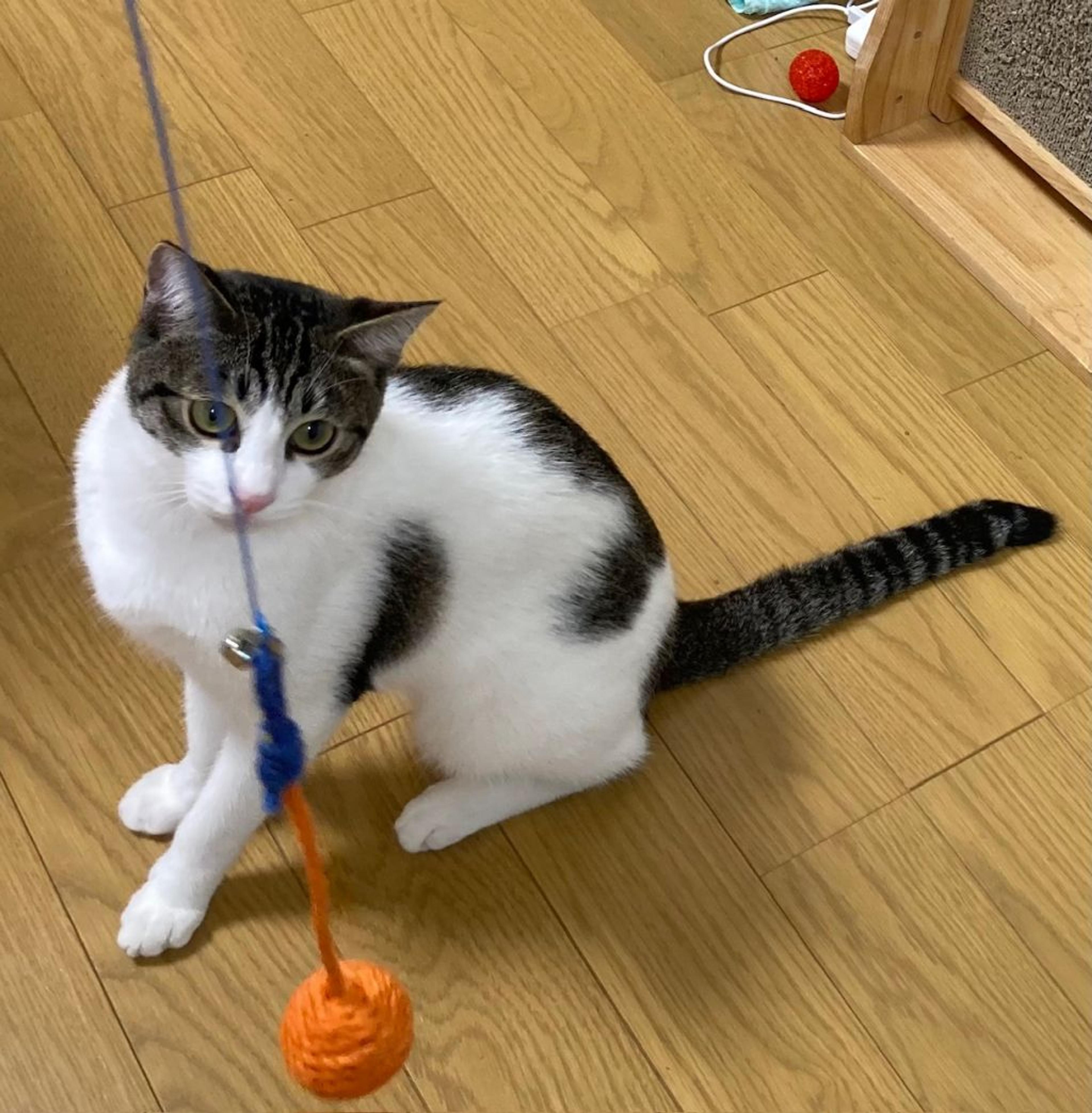 pet-image-4