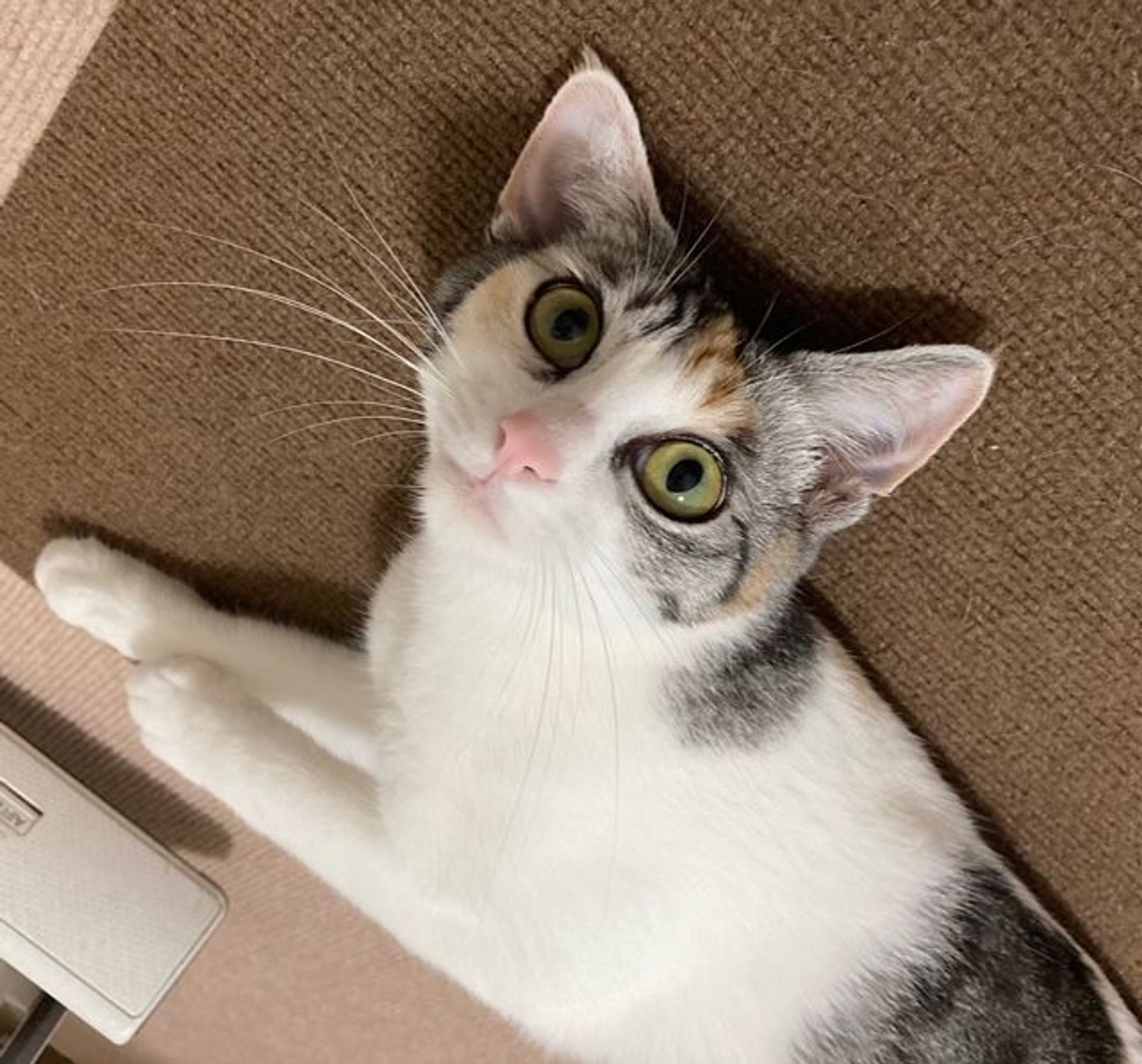 雑種（ミックス猫）・メスの里親募集の写真