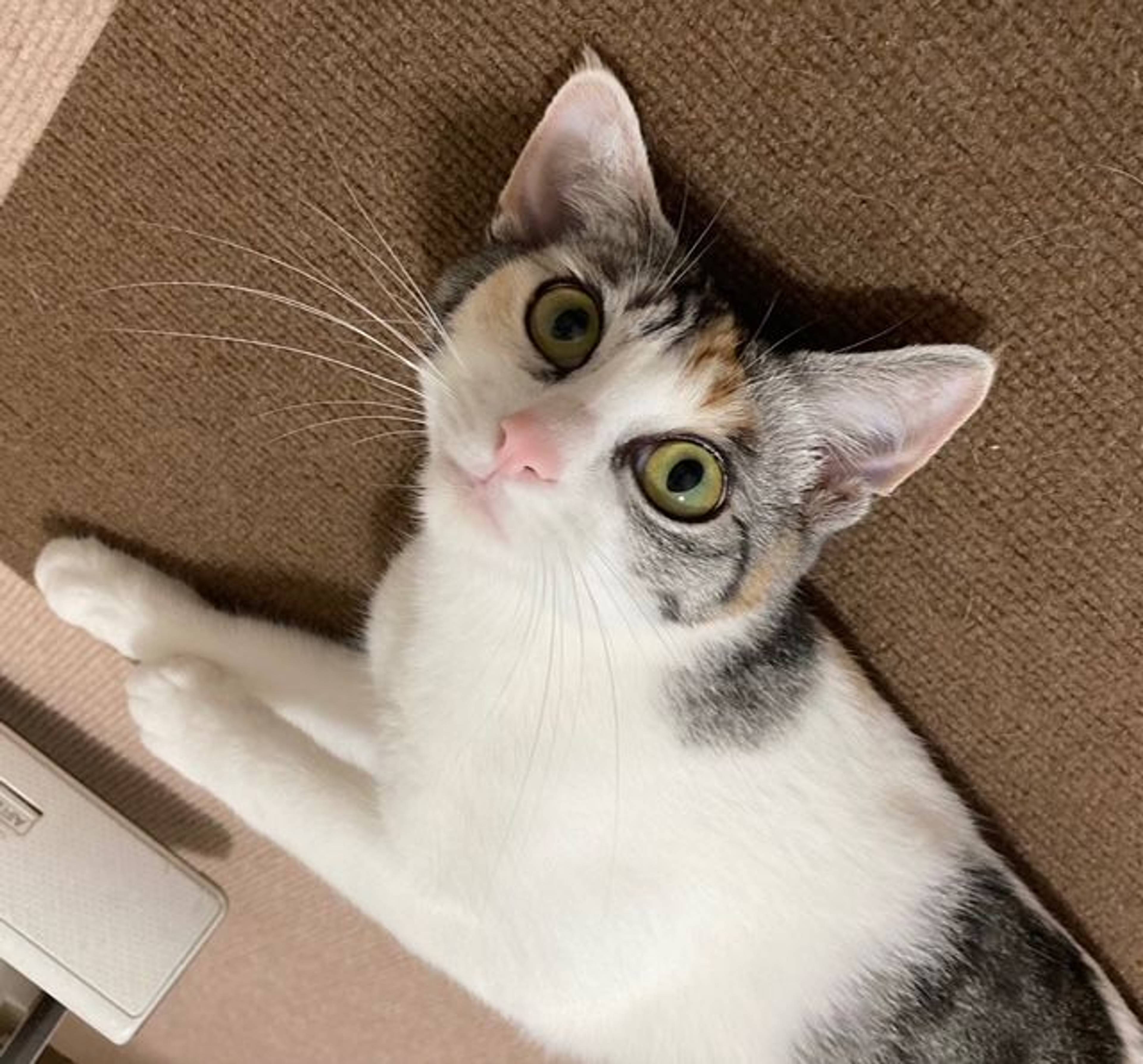 雑種（ミックス猫）・メスの里親募集の写真
