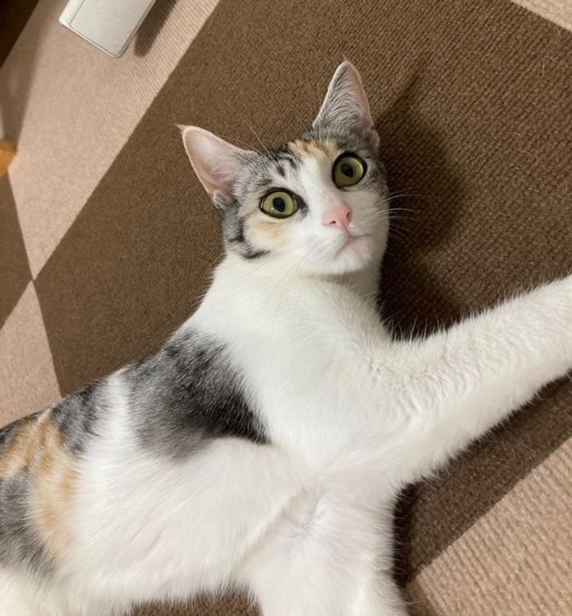pet-image-2
