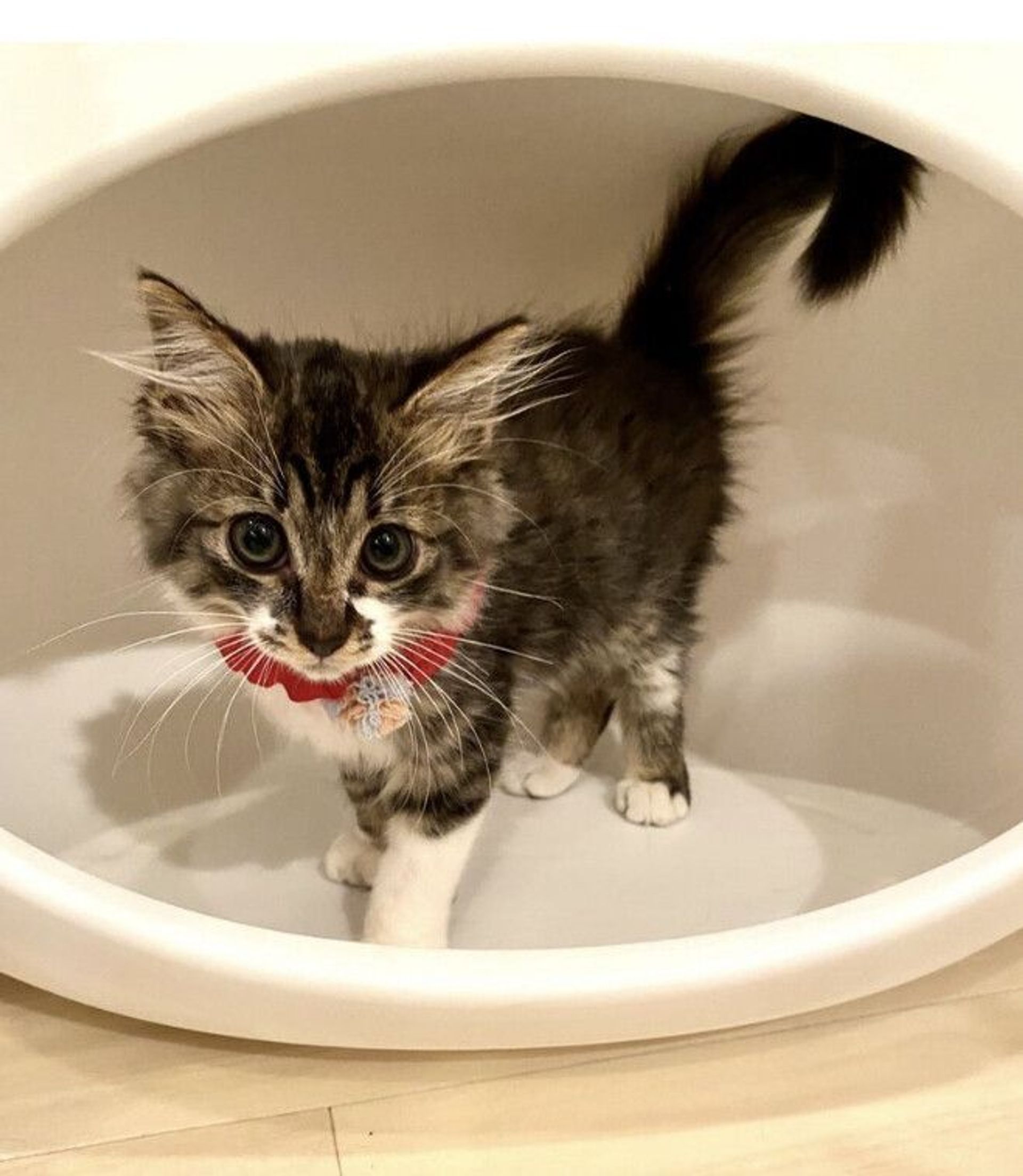 雑種（ミックス猫）・メスの里親募集の写真