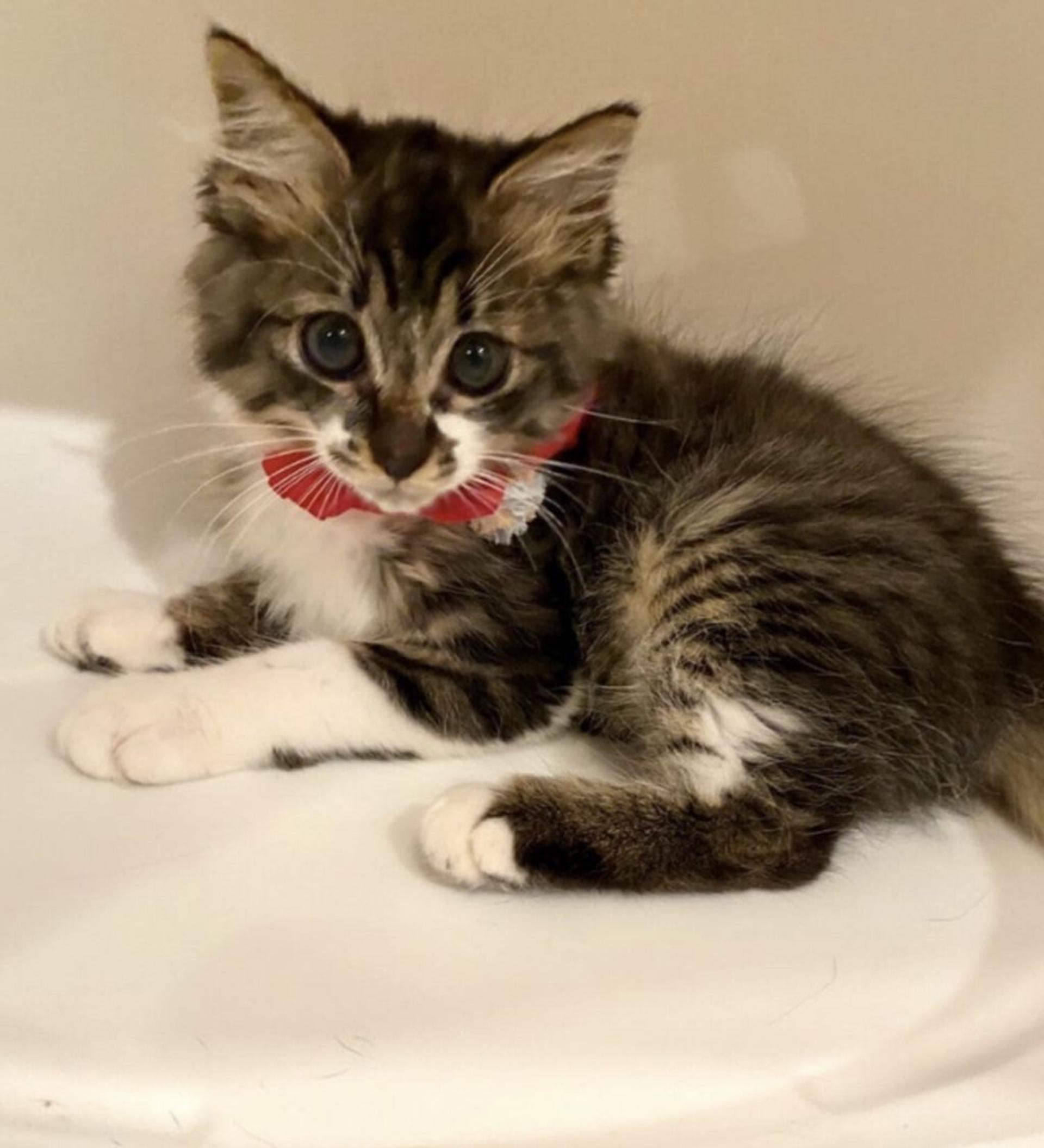 pet-image-3
