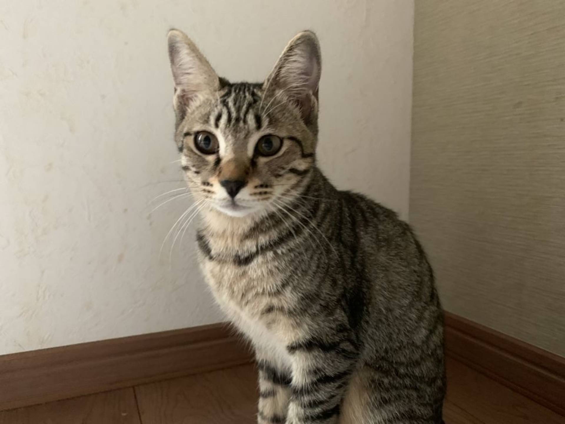 雑種（ミックス猫）・メスの里親募集の写真