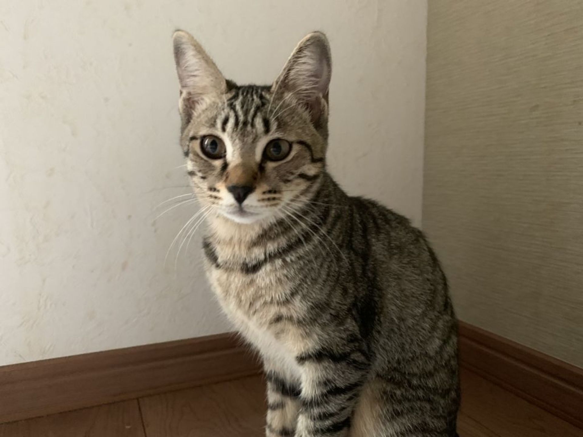 雑種（ミックス猫）・メスの里親募集の写真