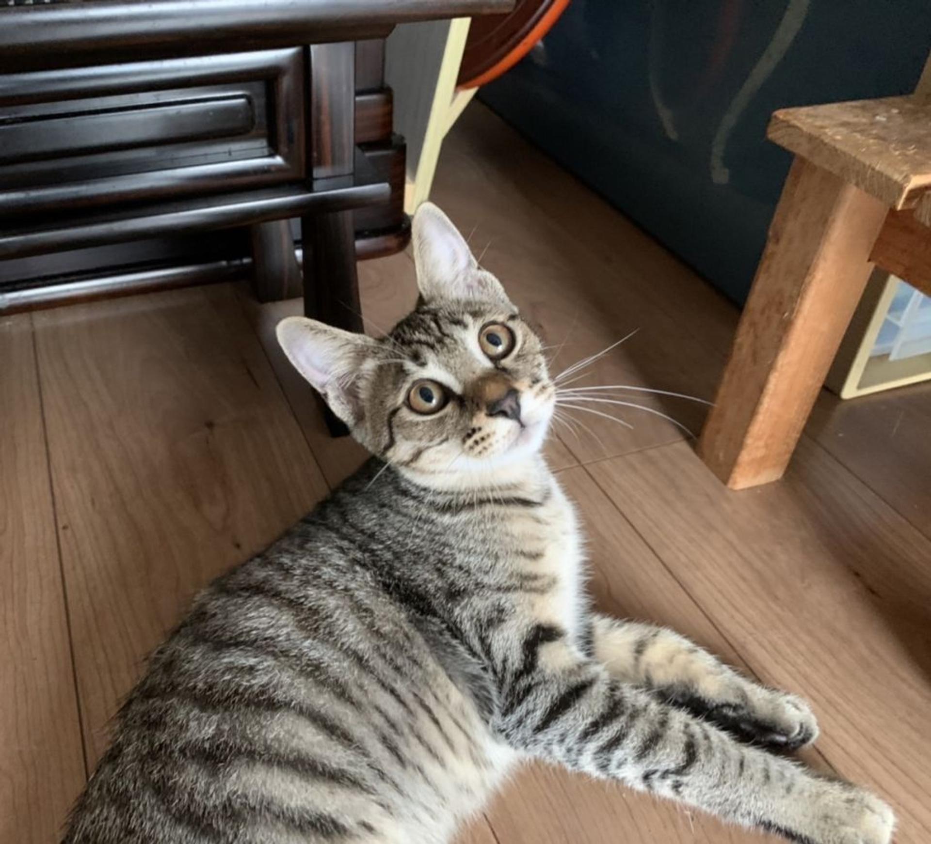 pet-image-3