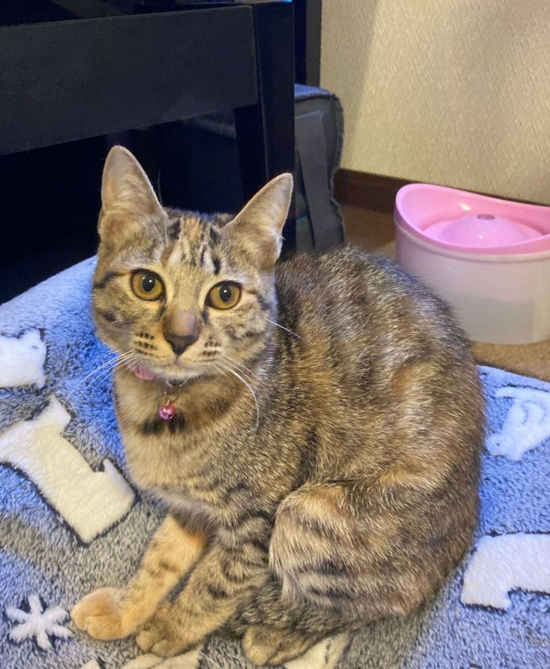 雑種（ミックス猫）・メスの里親募集の写真