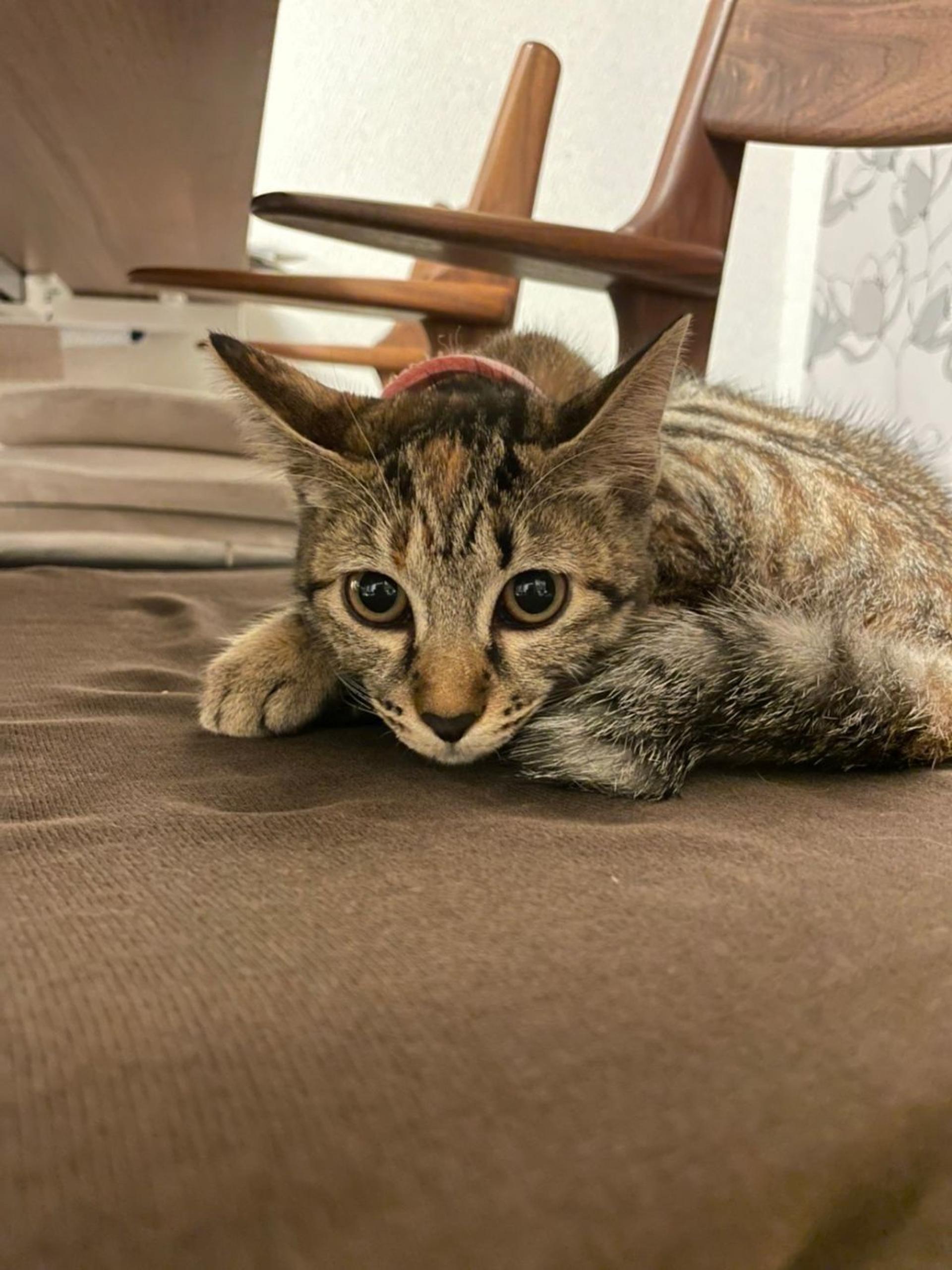 pet-image-3