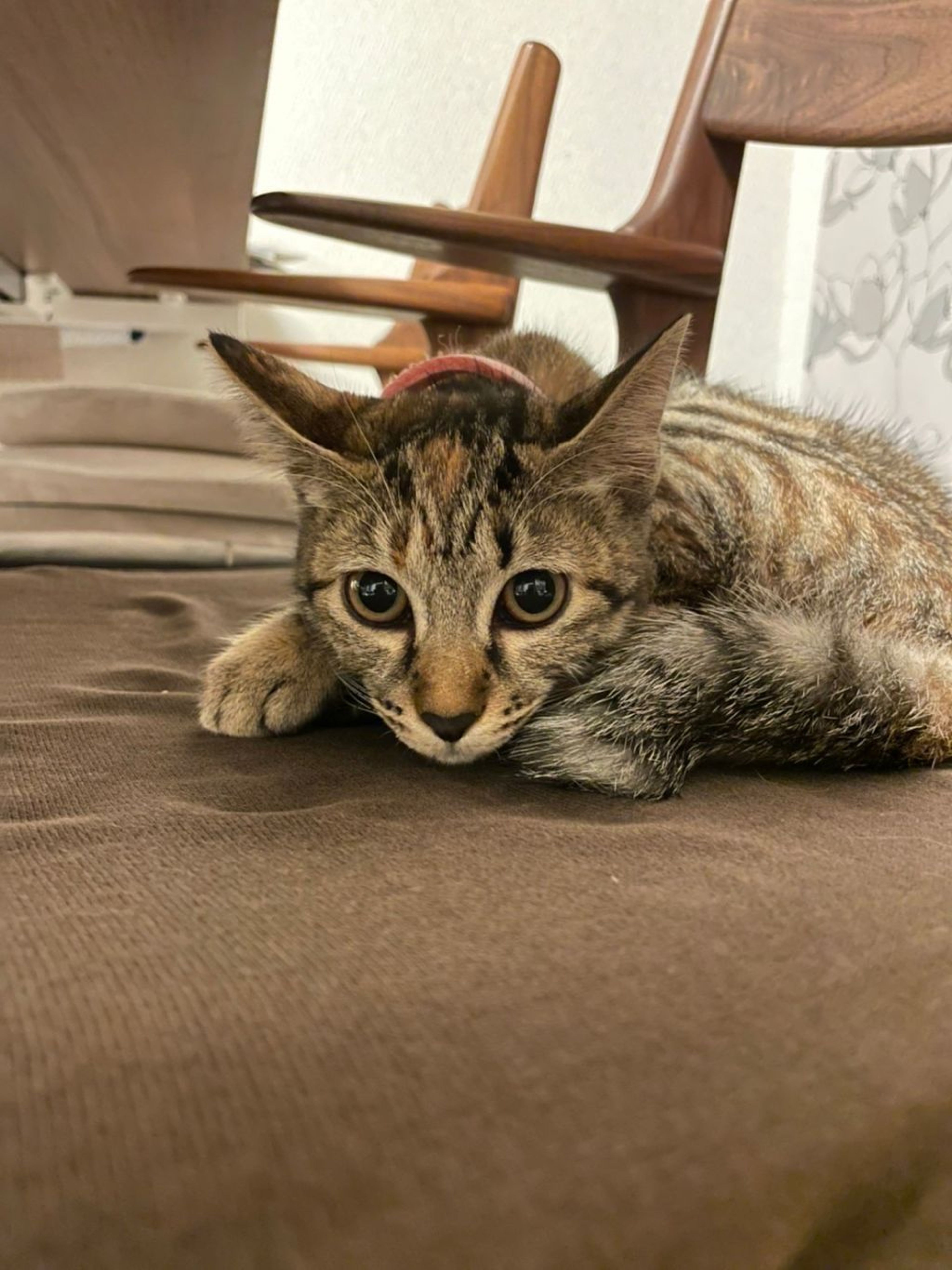 pet-image-3